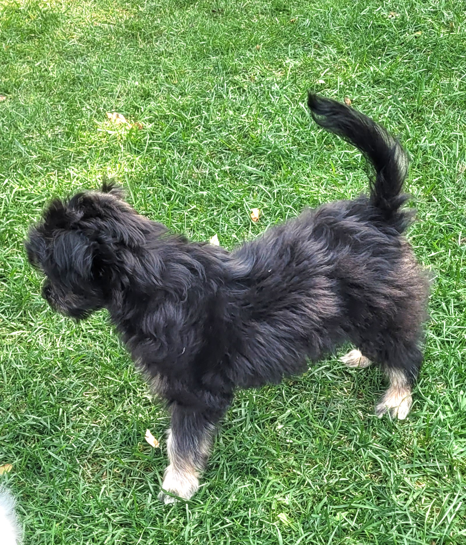 Two Boy Puppies - 4 - 1757296693878_20250906_153213