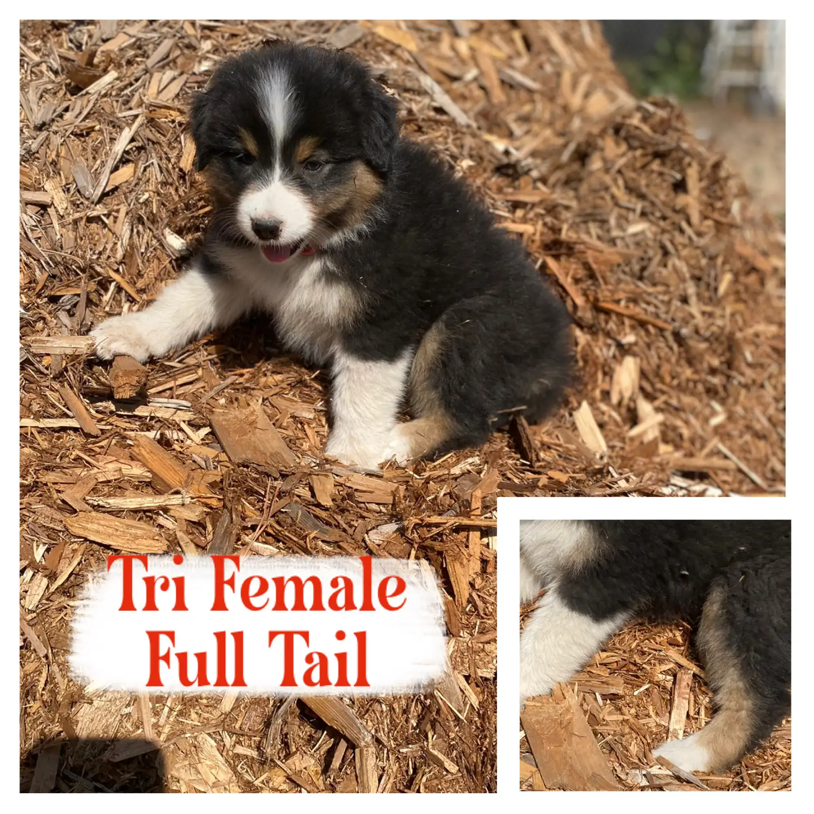 Photo of CKC and ASDR Registered Australian Shepherds