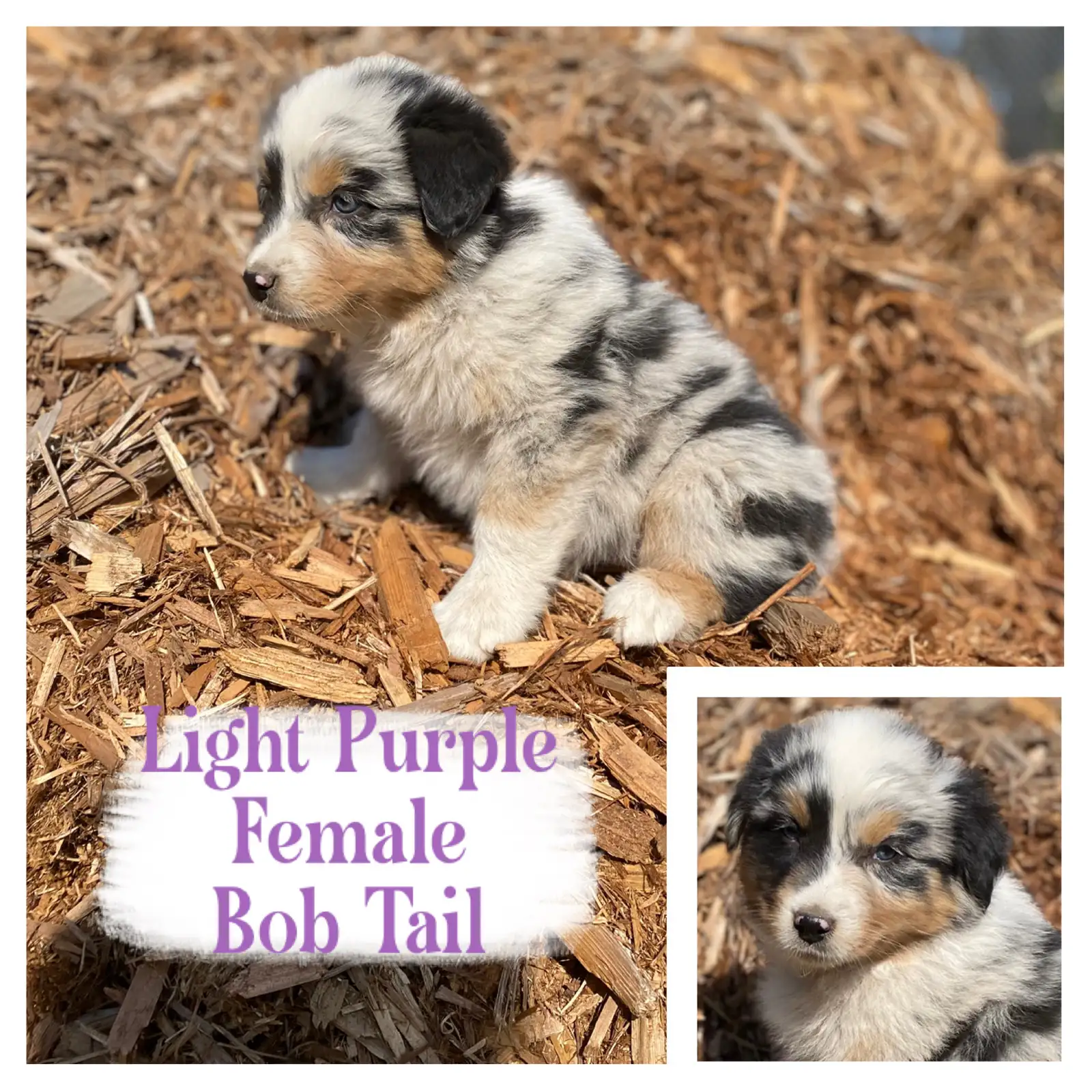 Photo of CKC and ASDR Registered Australian Shepherds