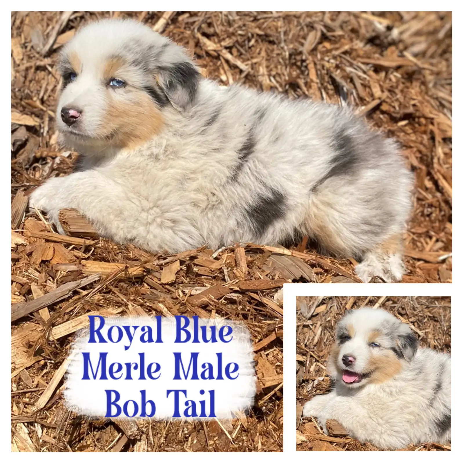 Photo of CKC and ASDR Registered Australian Shepherds