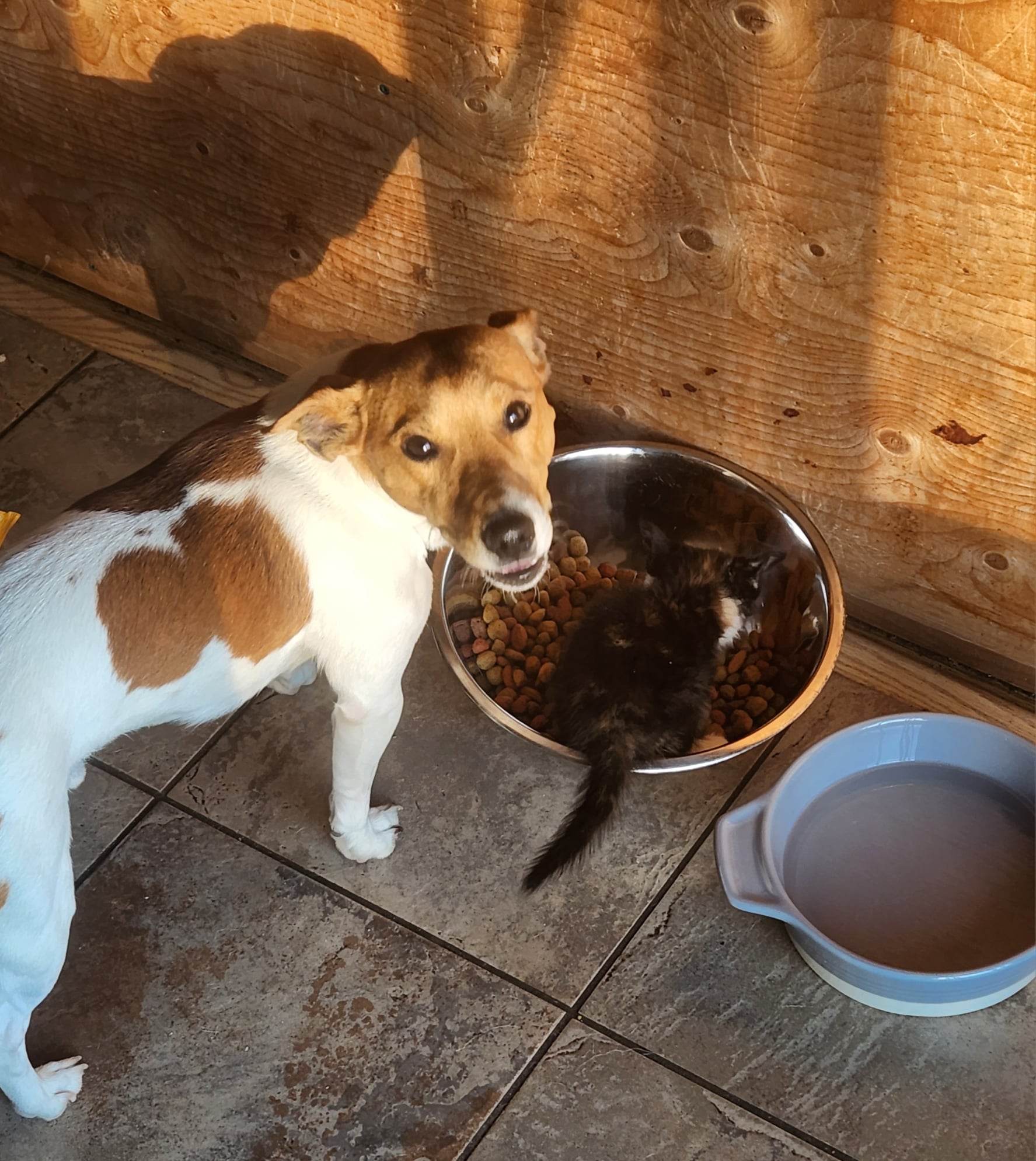 Jack Russell Terrier Puppies - 4 - 1757354132923_trackerb