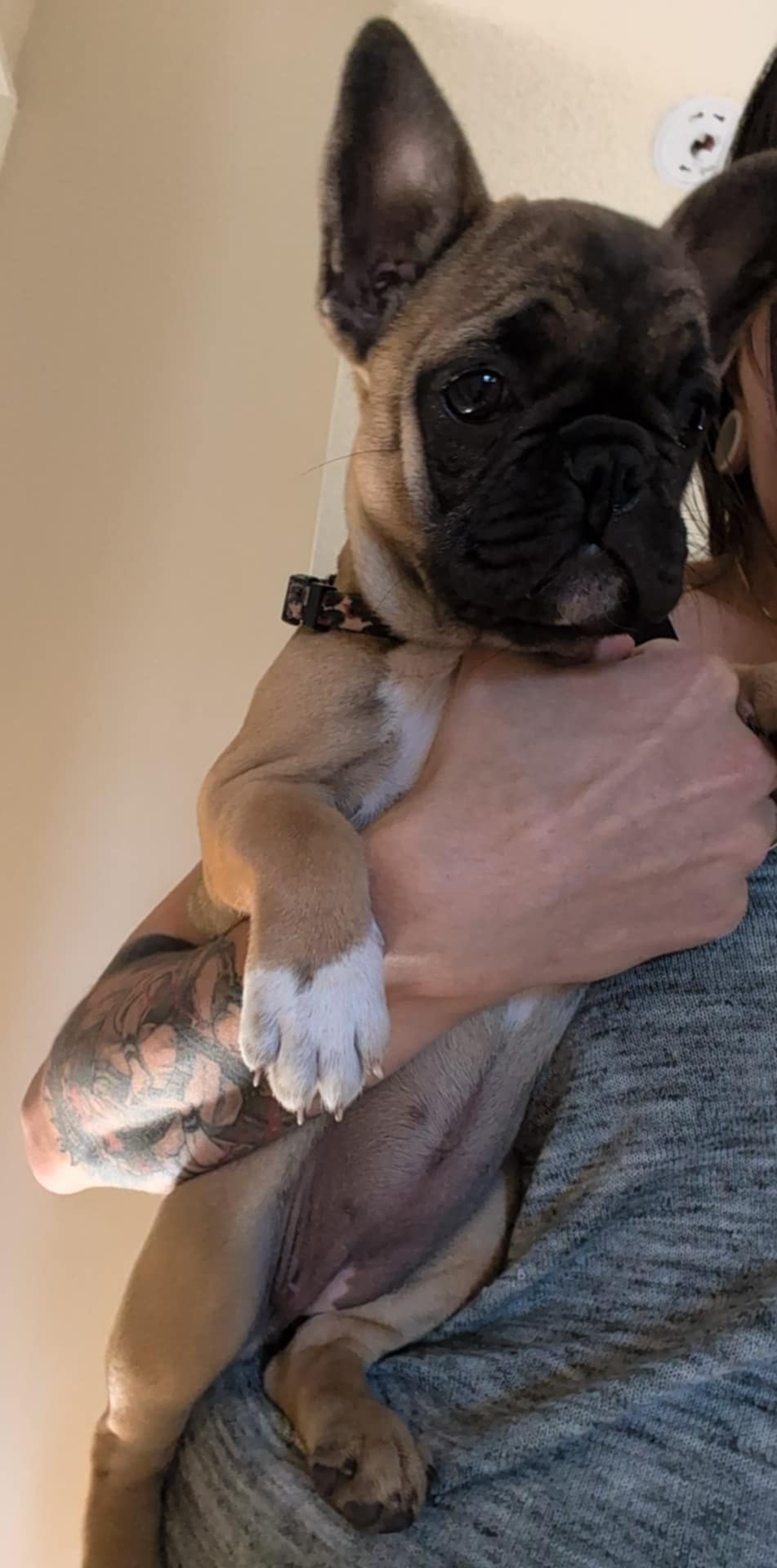French bulldog puppy - 6 - 1757358931456_1000002652