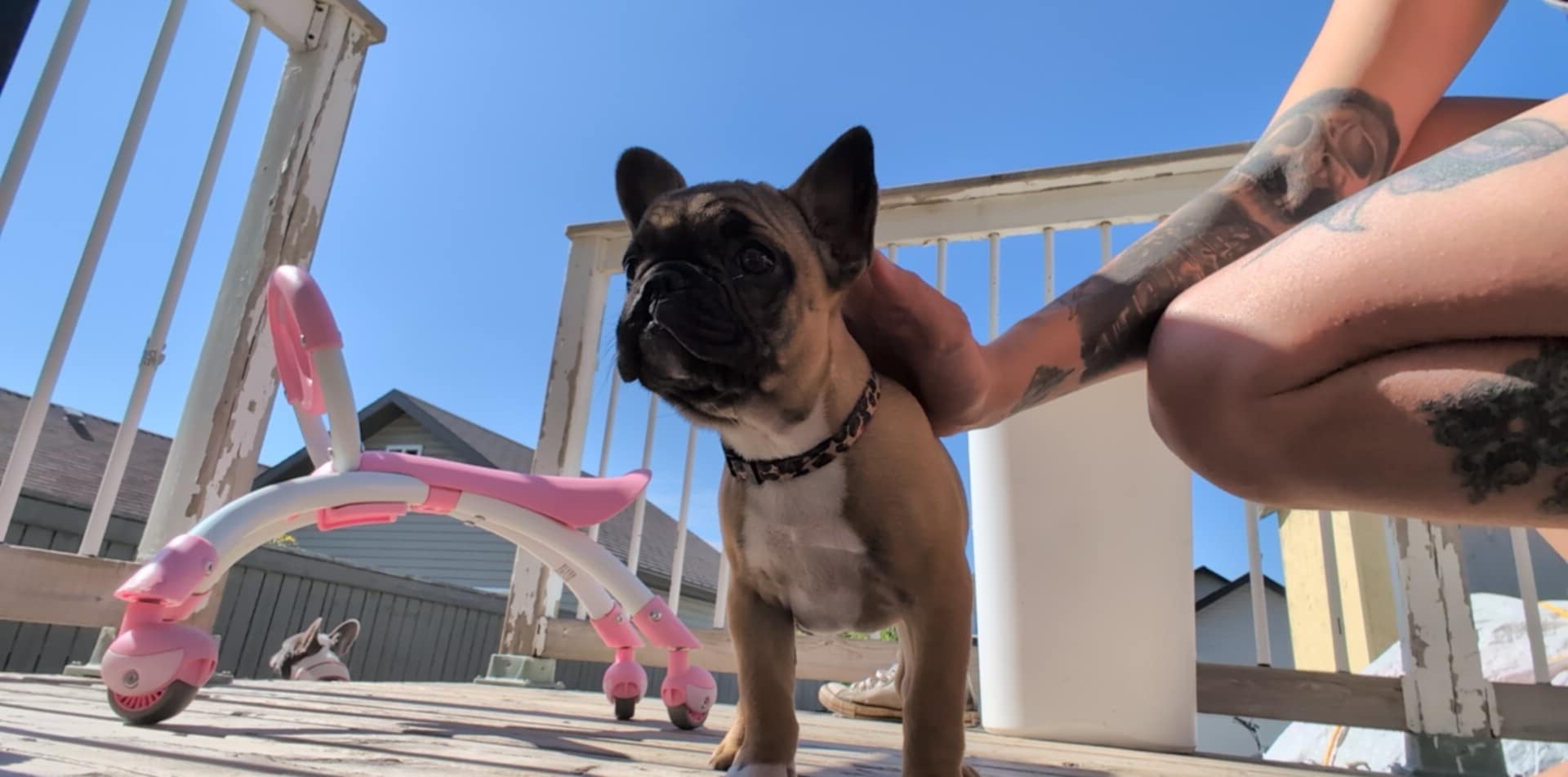 French bulldog puppy - 5 - 1757358931456_1000002653