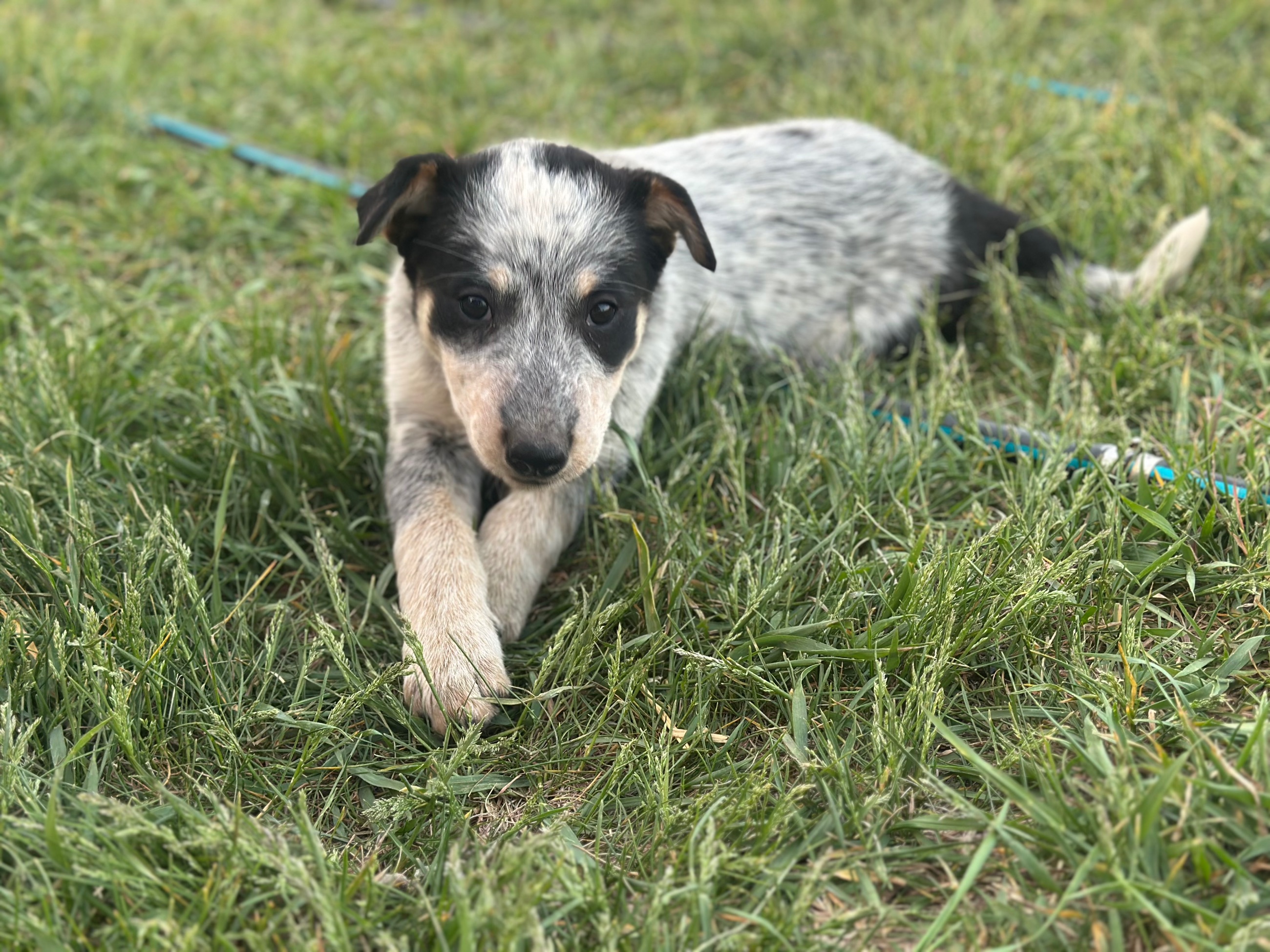 Dogs for sale - 3 - 1757379785588_IMG_2622