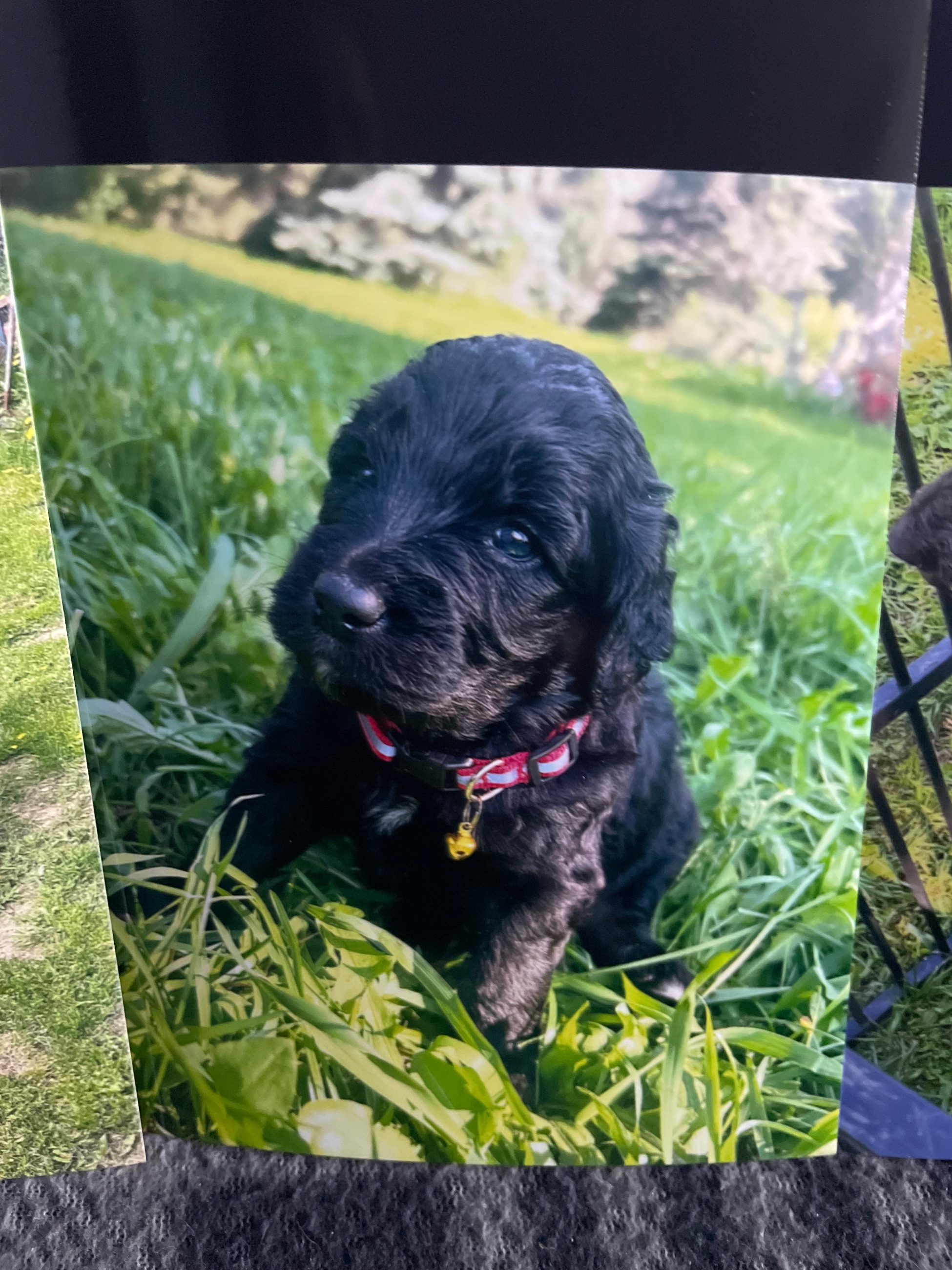 Photo of GoldenDoodle puppies