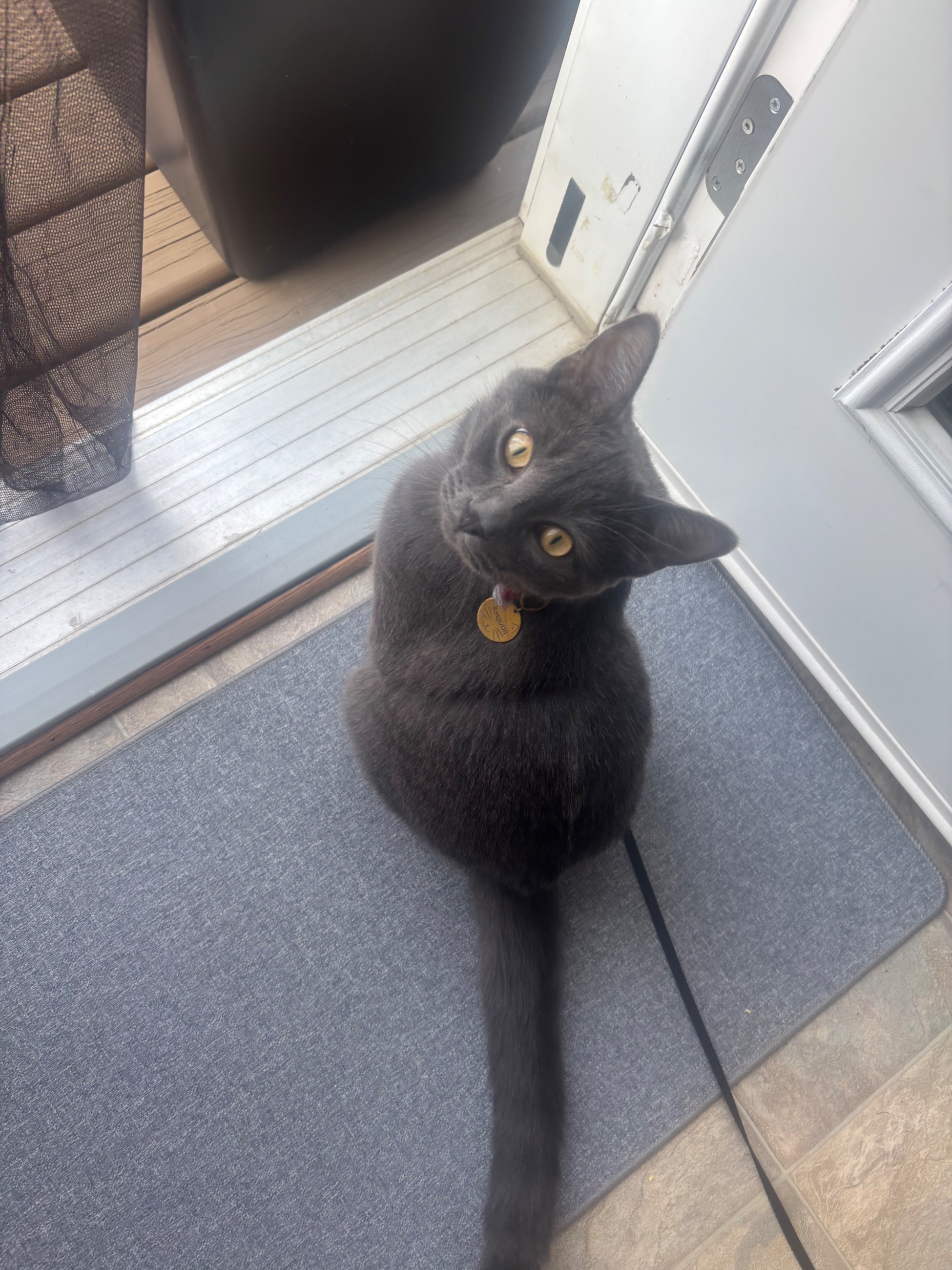 Photo of 9 month old Russian Blue kitten