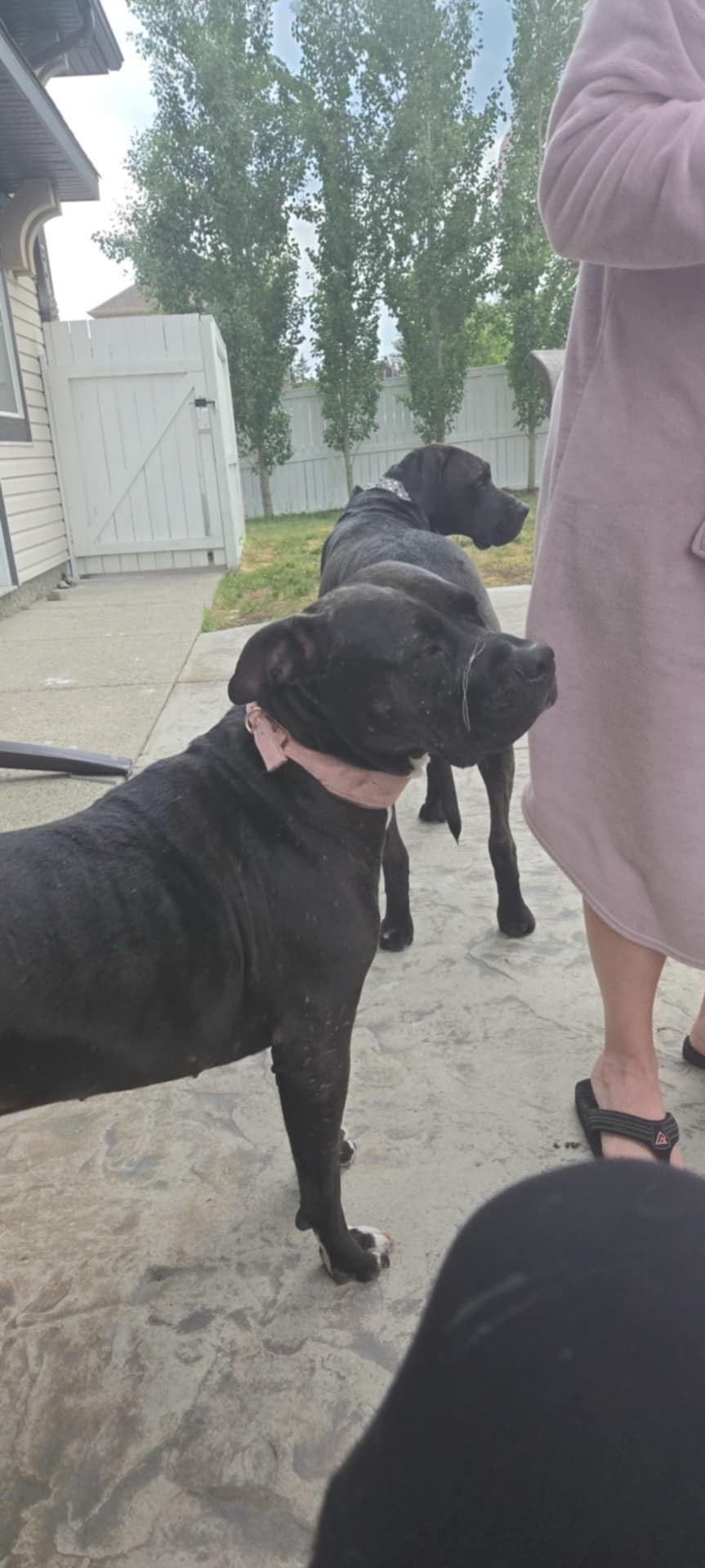 Nala the cuddle bug - 5 - 1757535612222_1000003852