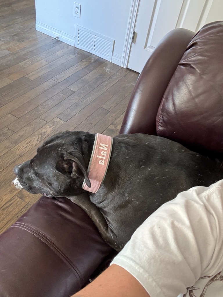 Nala the cuddle bug - 4 - 1757535612222_1000003992