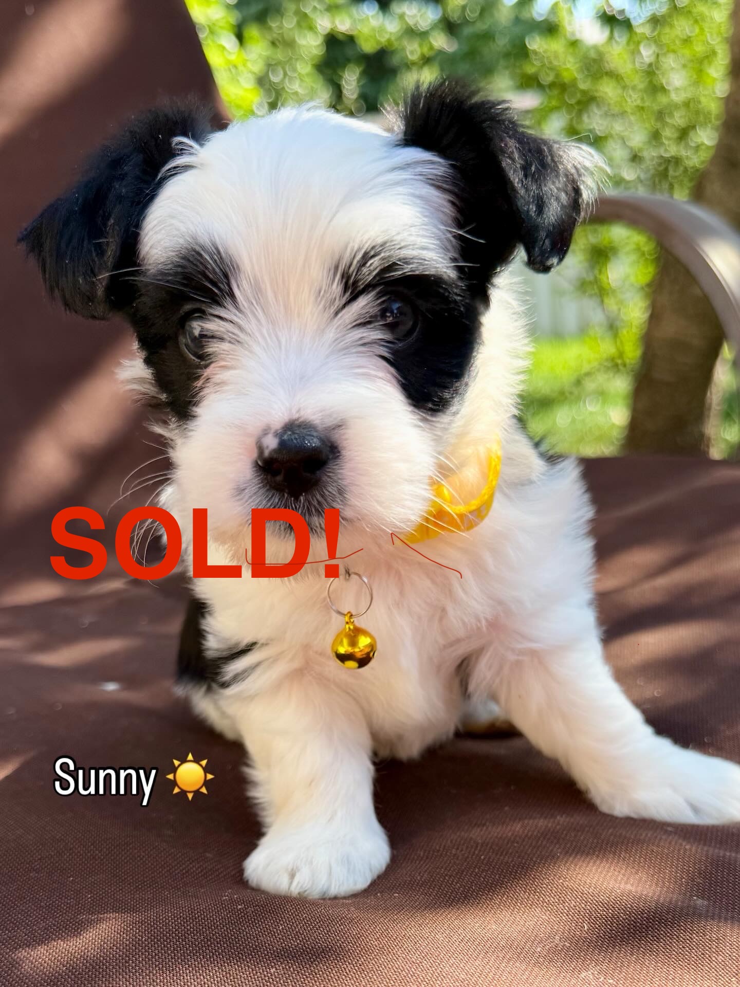 Adorable Yorkie-Poos - 4 - 1757795269349_4A52FCB2-6C97-4ABE-80FA-7C9EC2A4E411