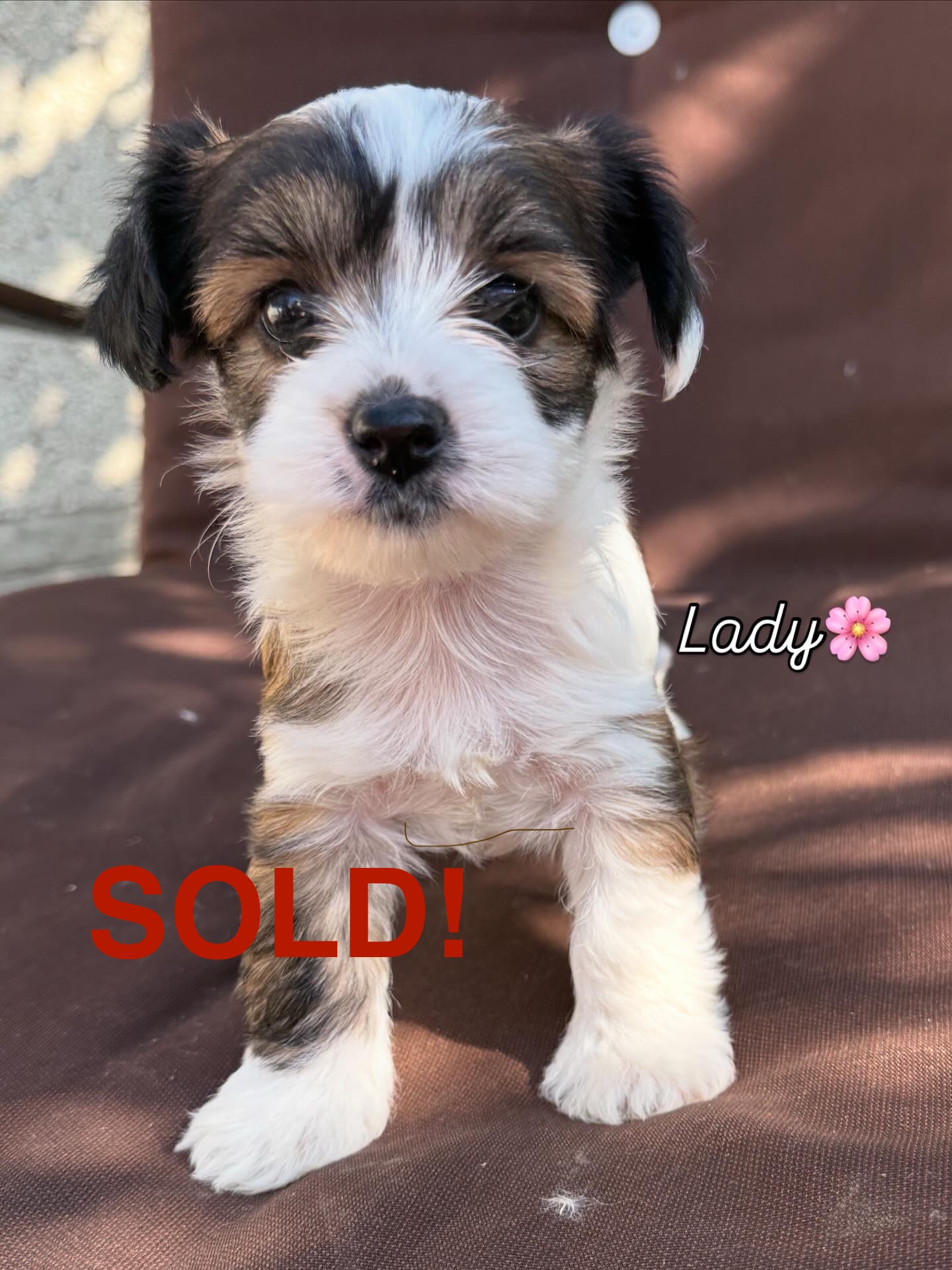 Adorable Yorkie-Poos - 2 - 1757795269349_6351ED8F-56C9-4CAF-A444-635F475B0F18