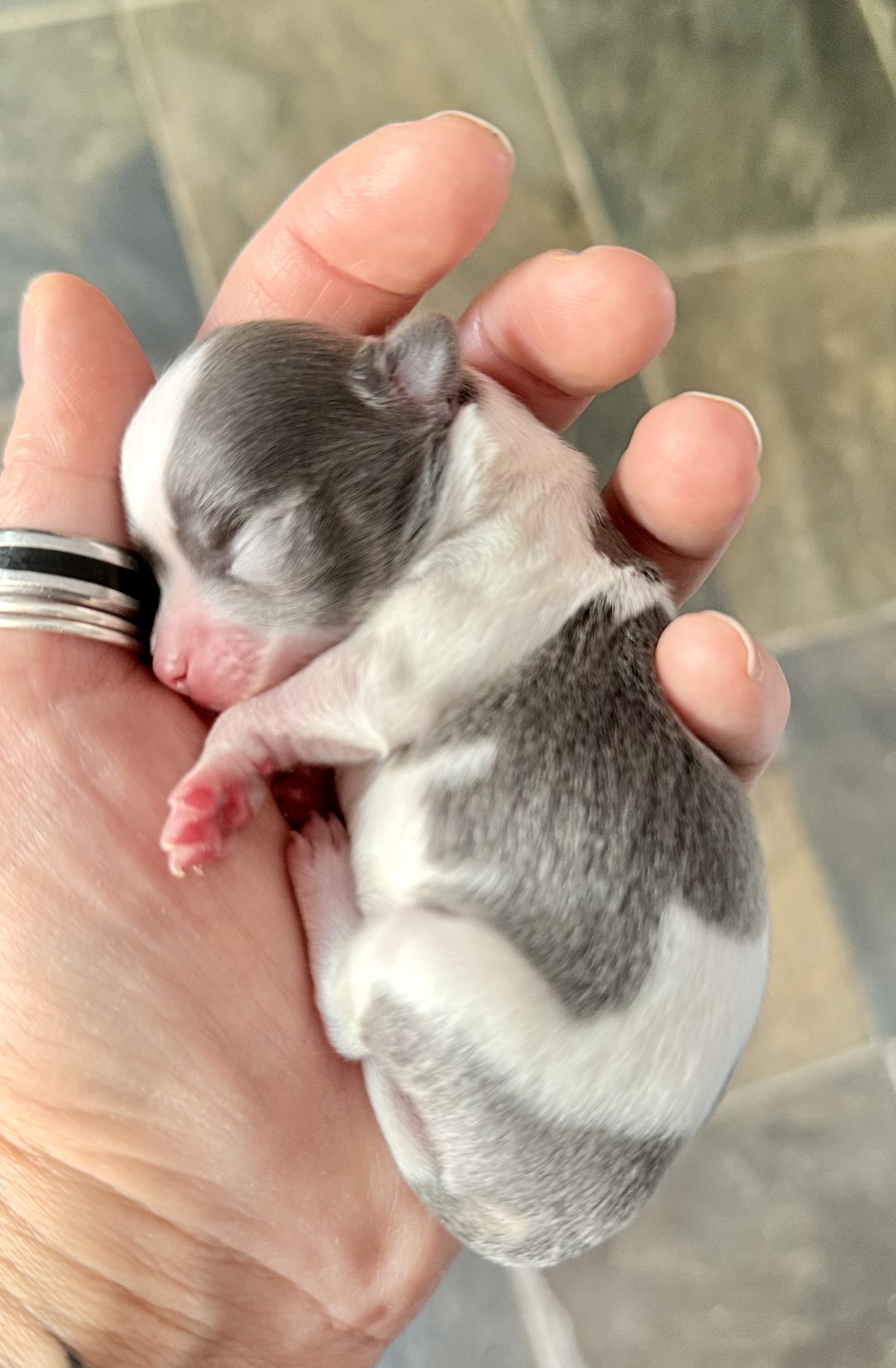 SWEET NATURED CHIHUAHUAS BREEDER - 5 - 1757911868274_IMG_6708