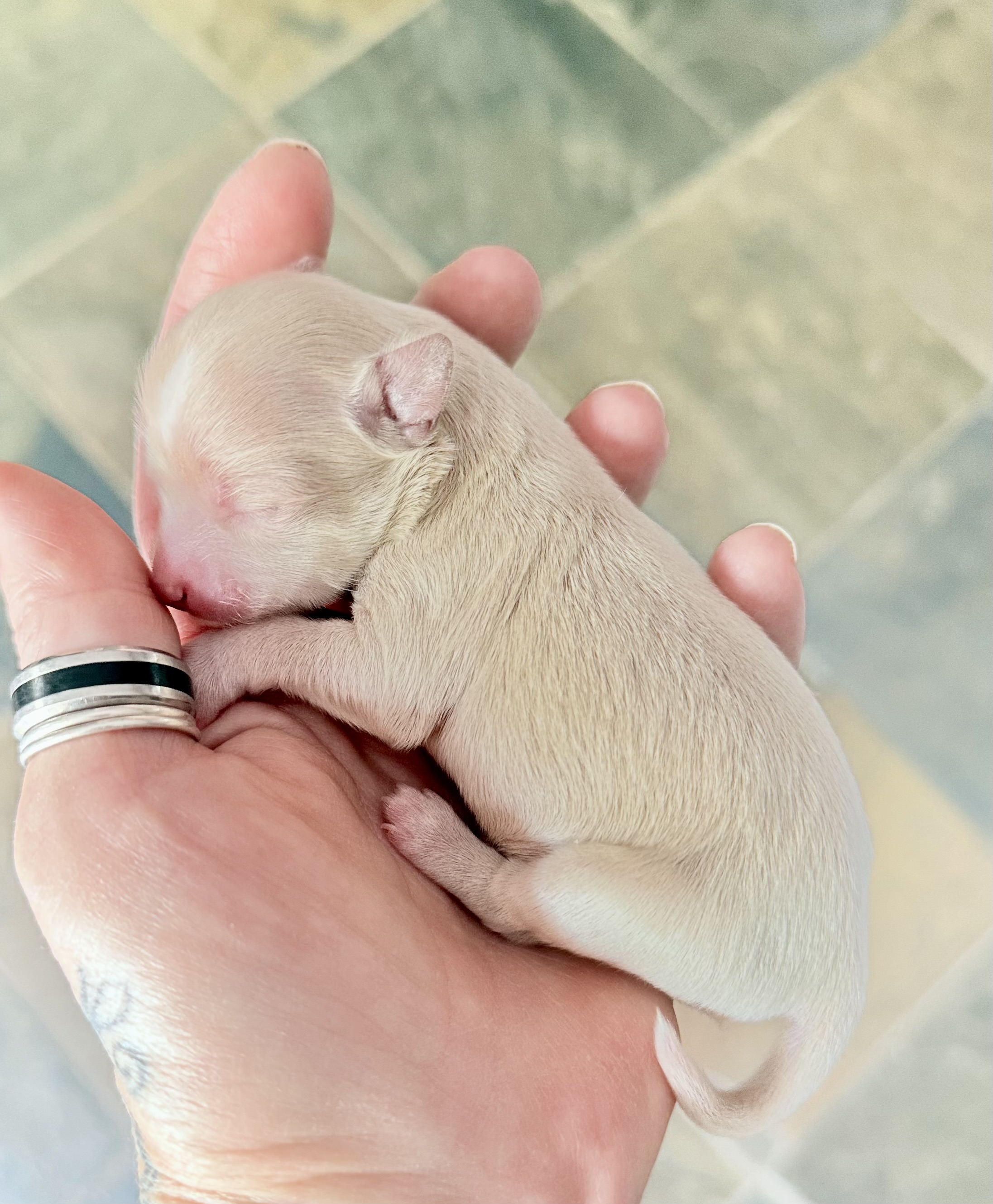 SWEET NATURED CHIHUAHUAS BREEDER - 4 - 1757911868306_IMG_6706