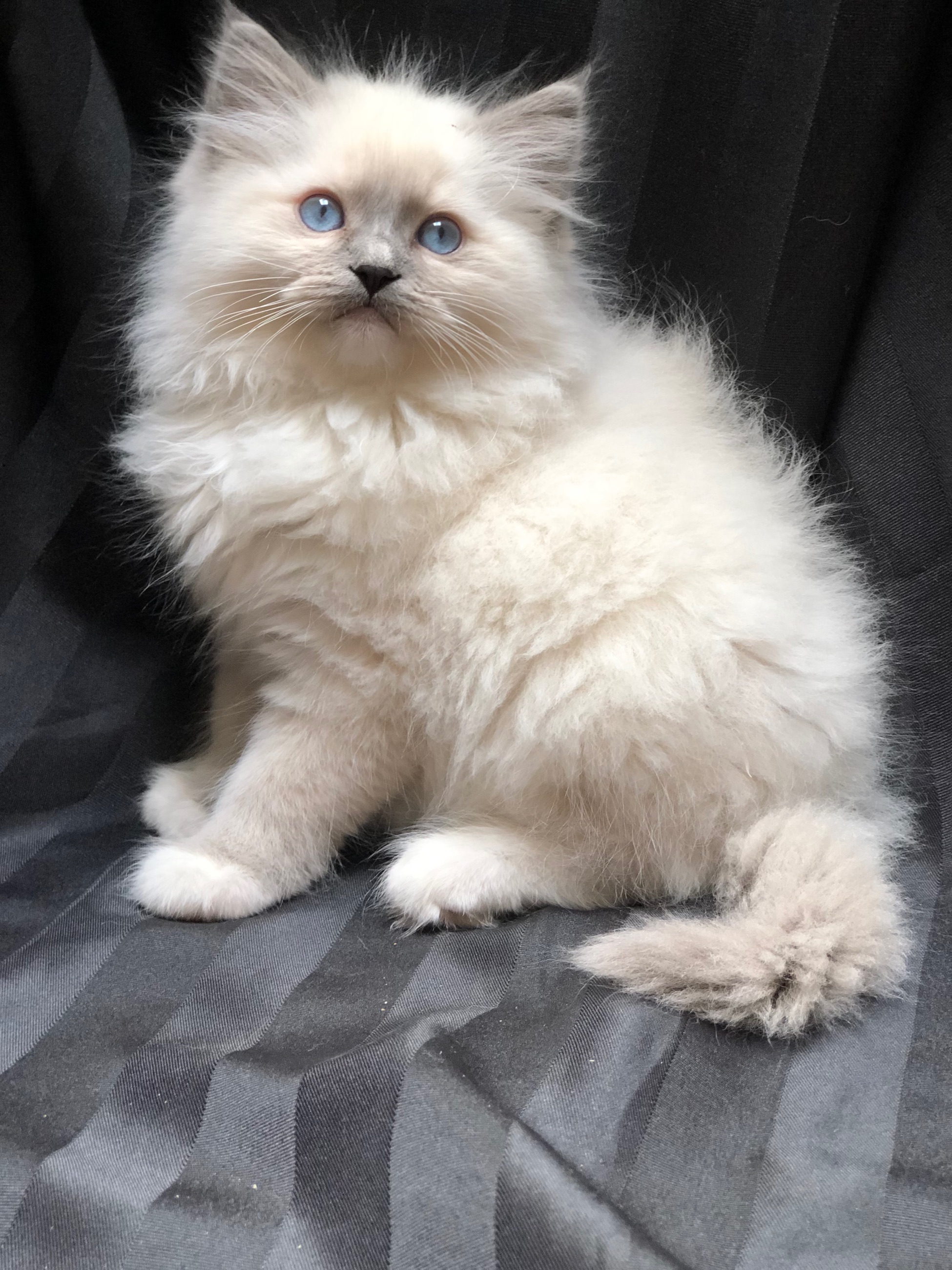 Photo of RAGDOLL MALE KITTENS 