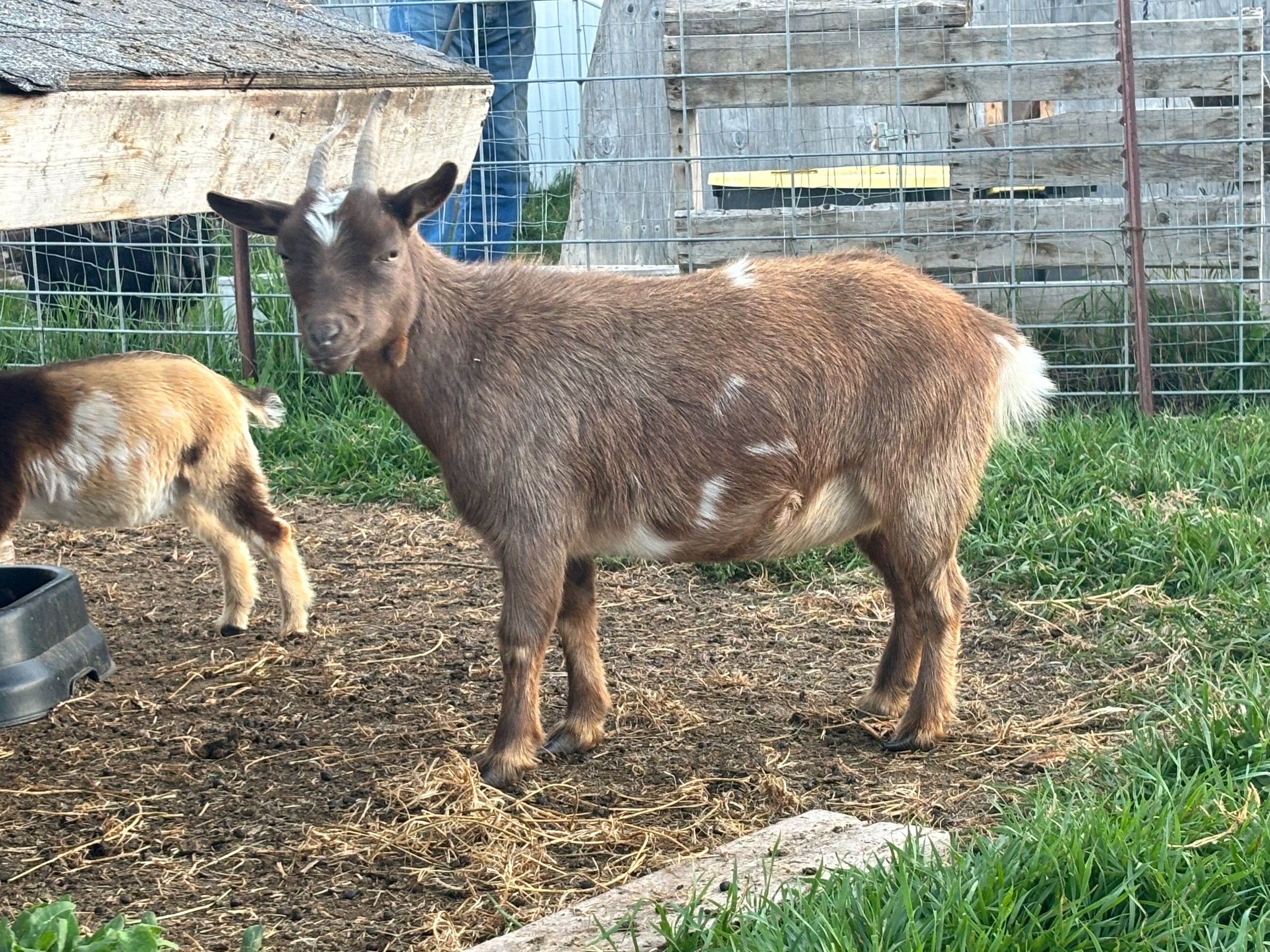 Photo of Nigerian Dwarf Doe