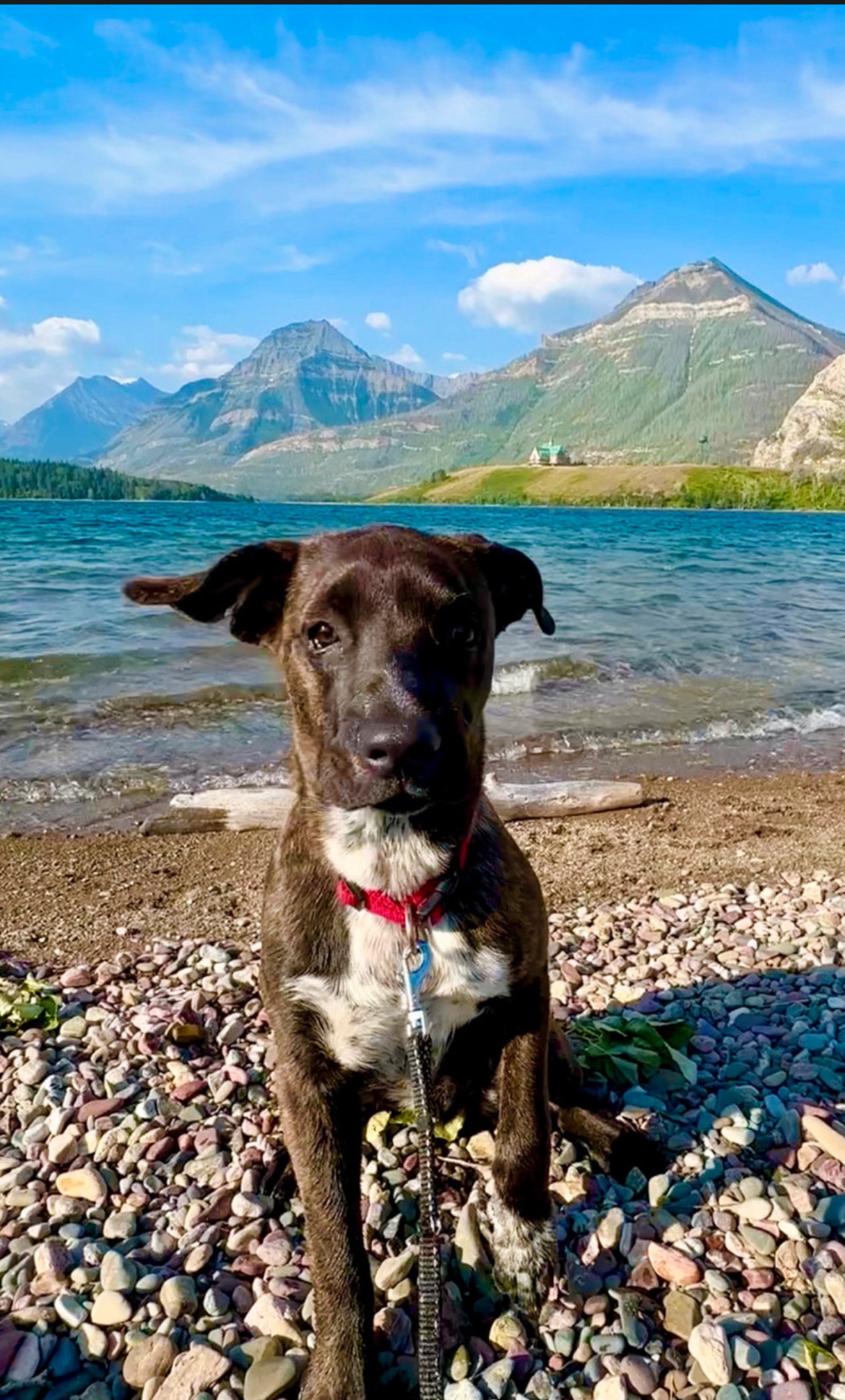 Photo of Jasper needs a Forever Home