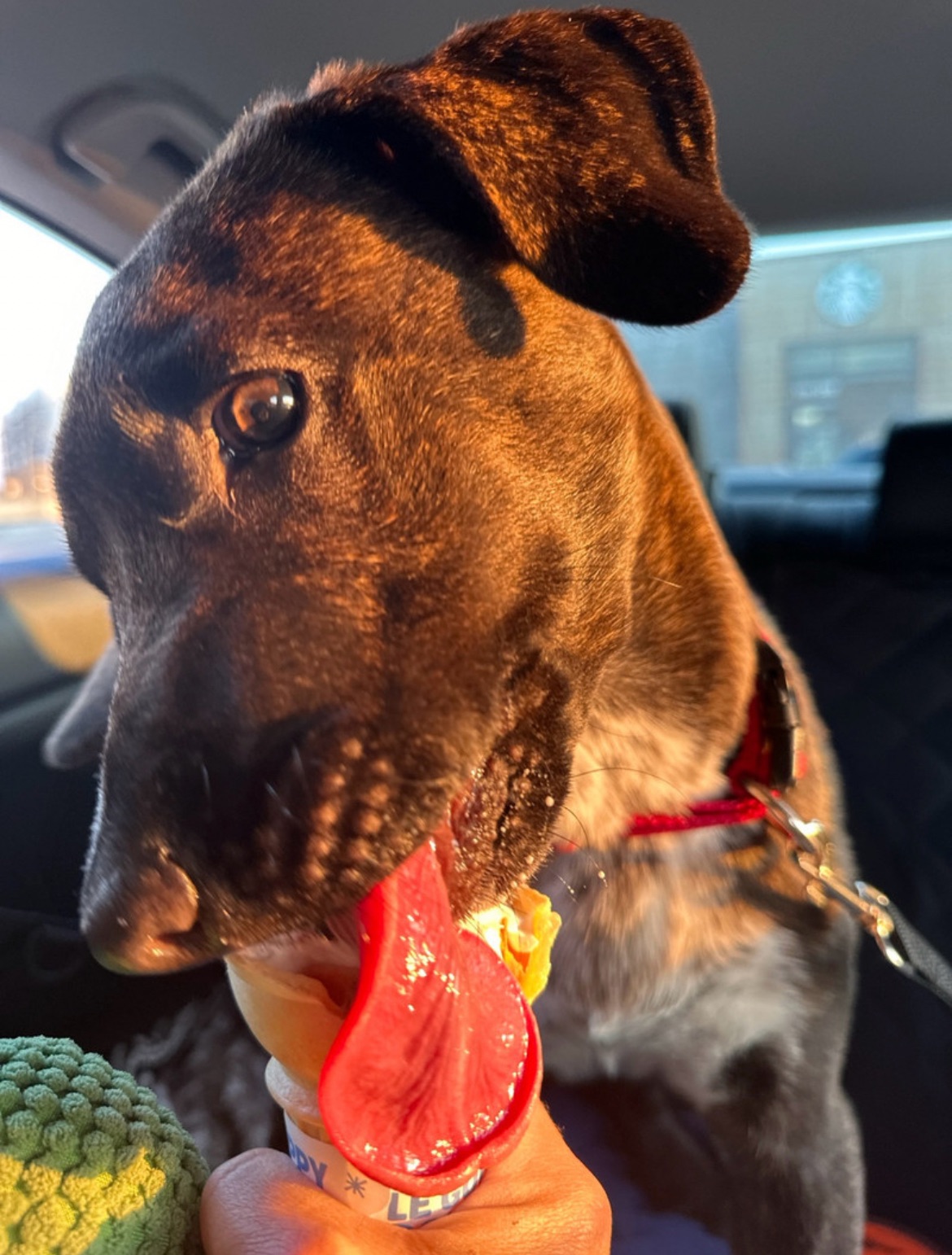 Photo of Jasper needs a Forever Home