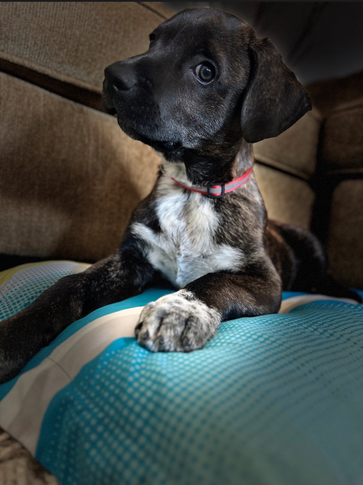 Photo of Jasper needs a Forever Home