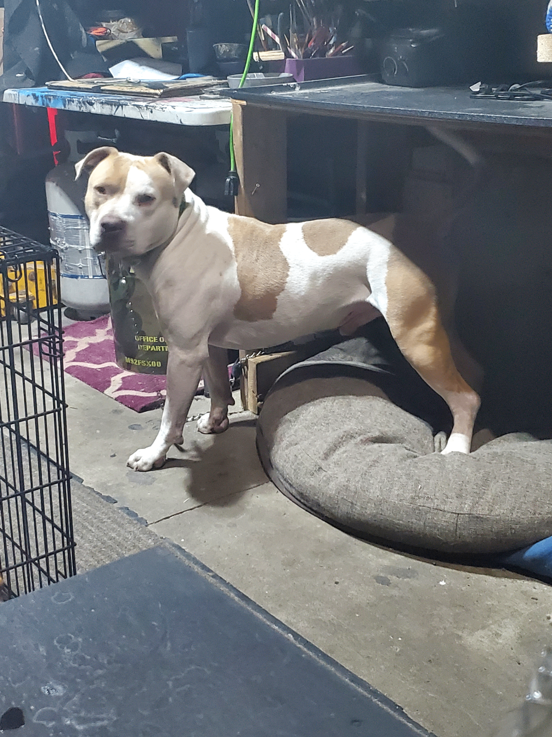 Photo of Purebred APBT Male ready to stud out!