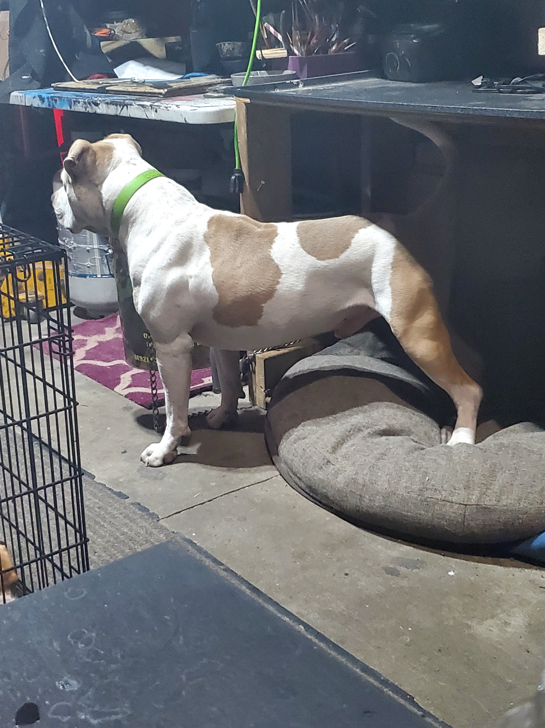 Photo of Purebred APBT Male ready to stud out!