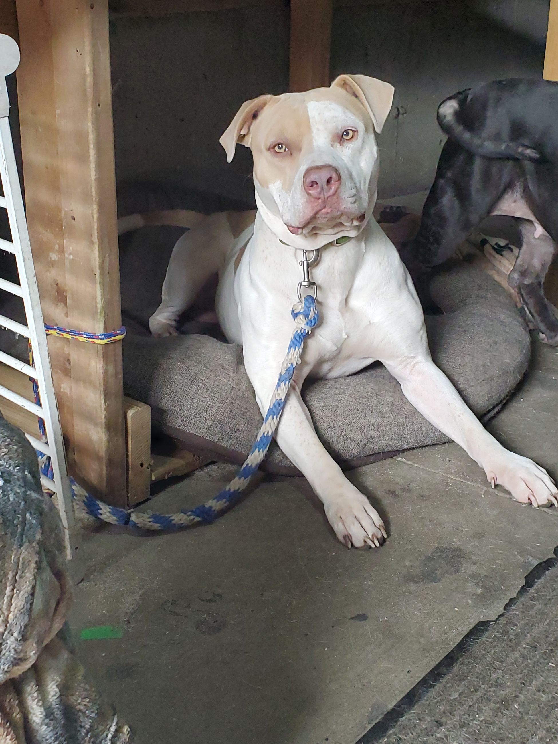 Photo of Purebred APBT Male ready to stud out!