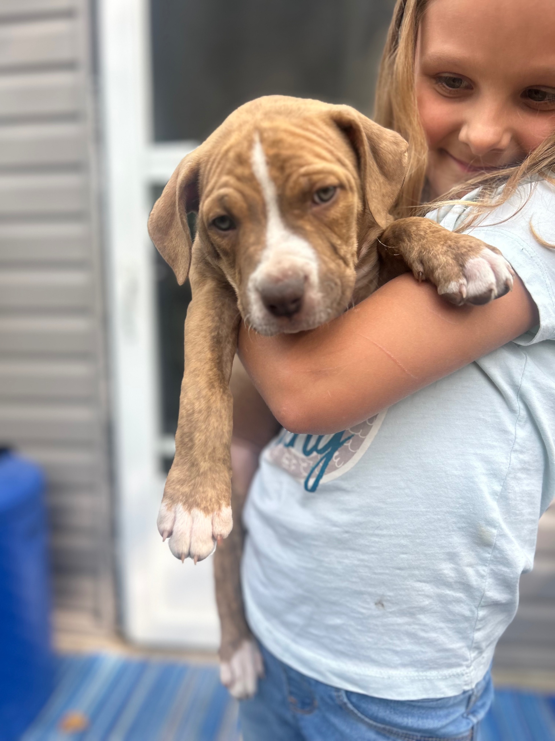 Photo of American pit bull cross