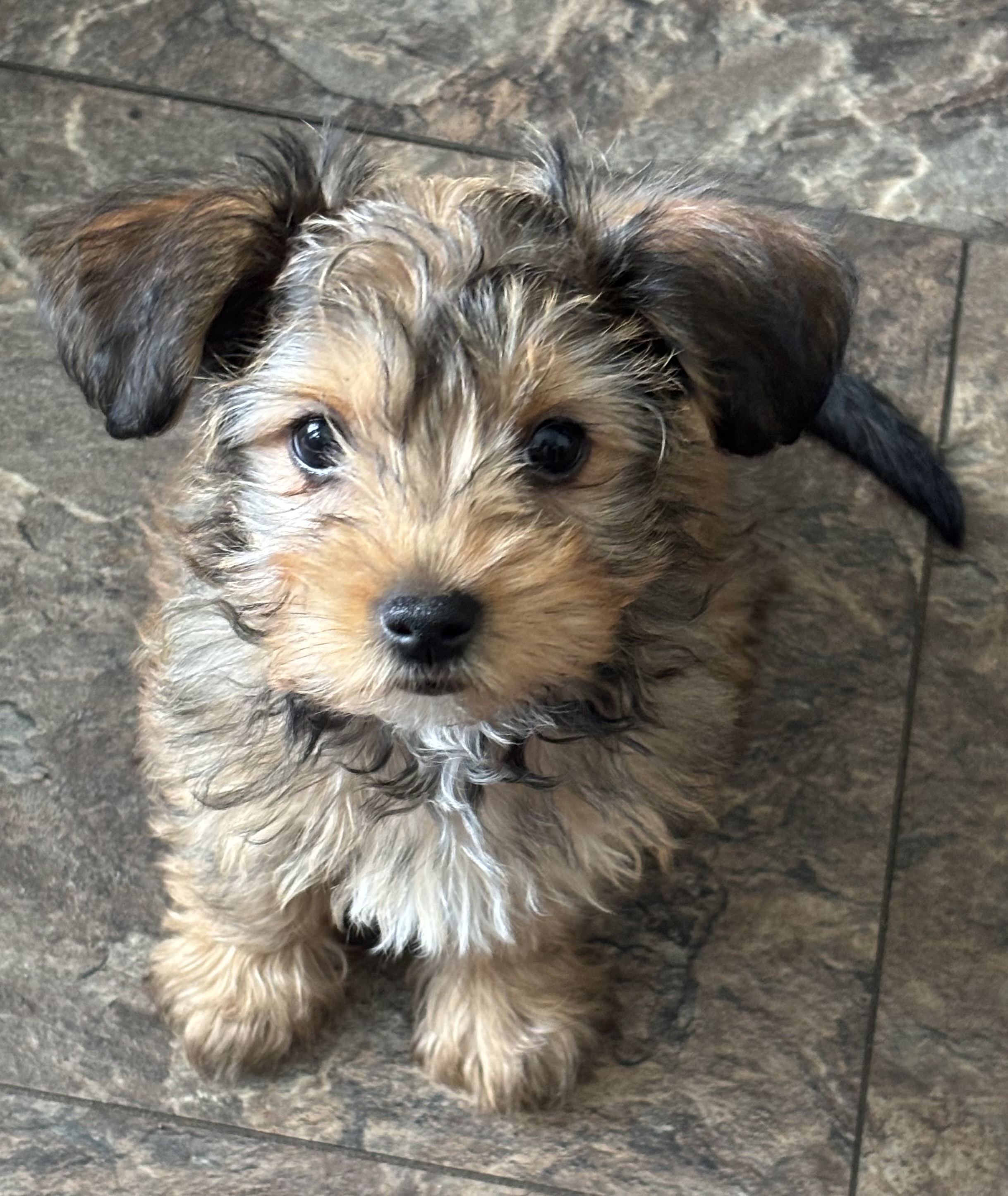 Photo of Ready to go! Havanese x yorkie Puppies! Hypoallergenic non shedding REDUCED!