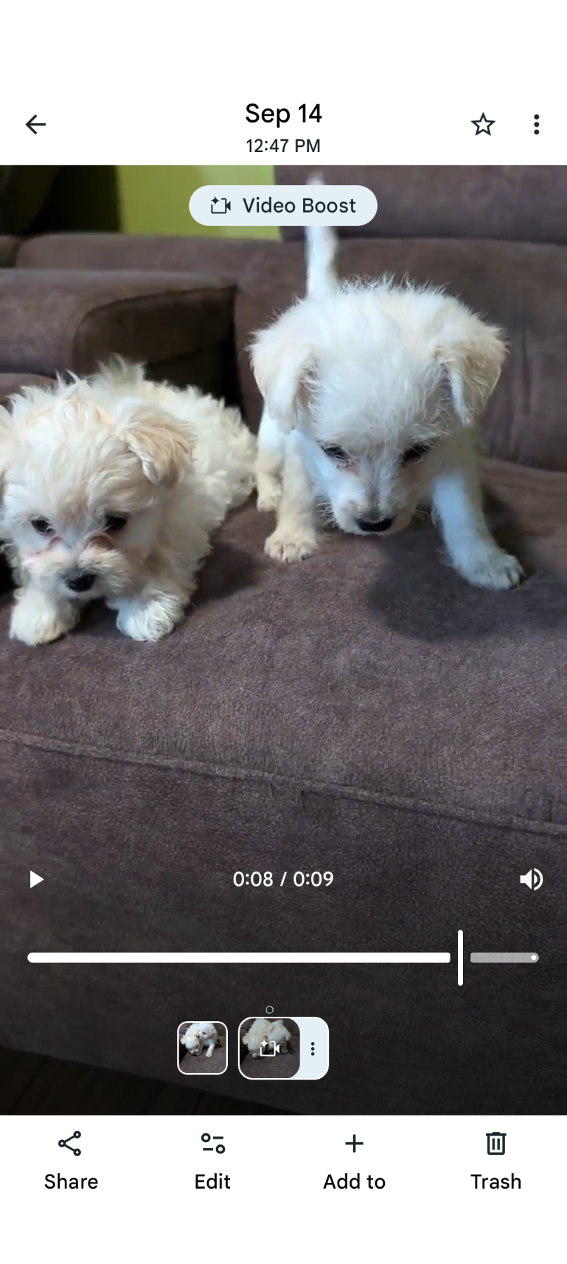 Maltipoos - 2 - 1758582381865_1000000741