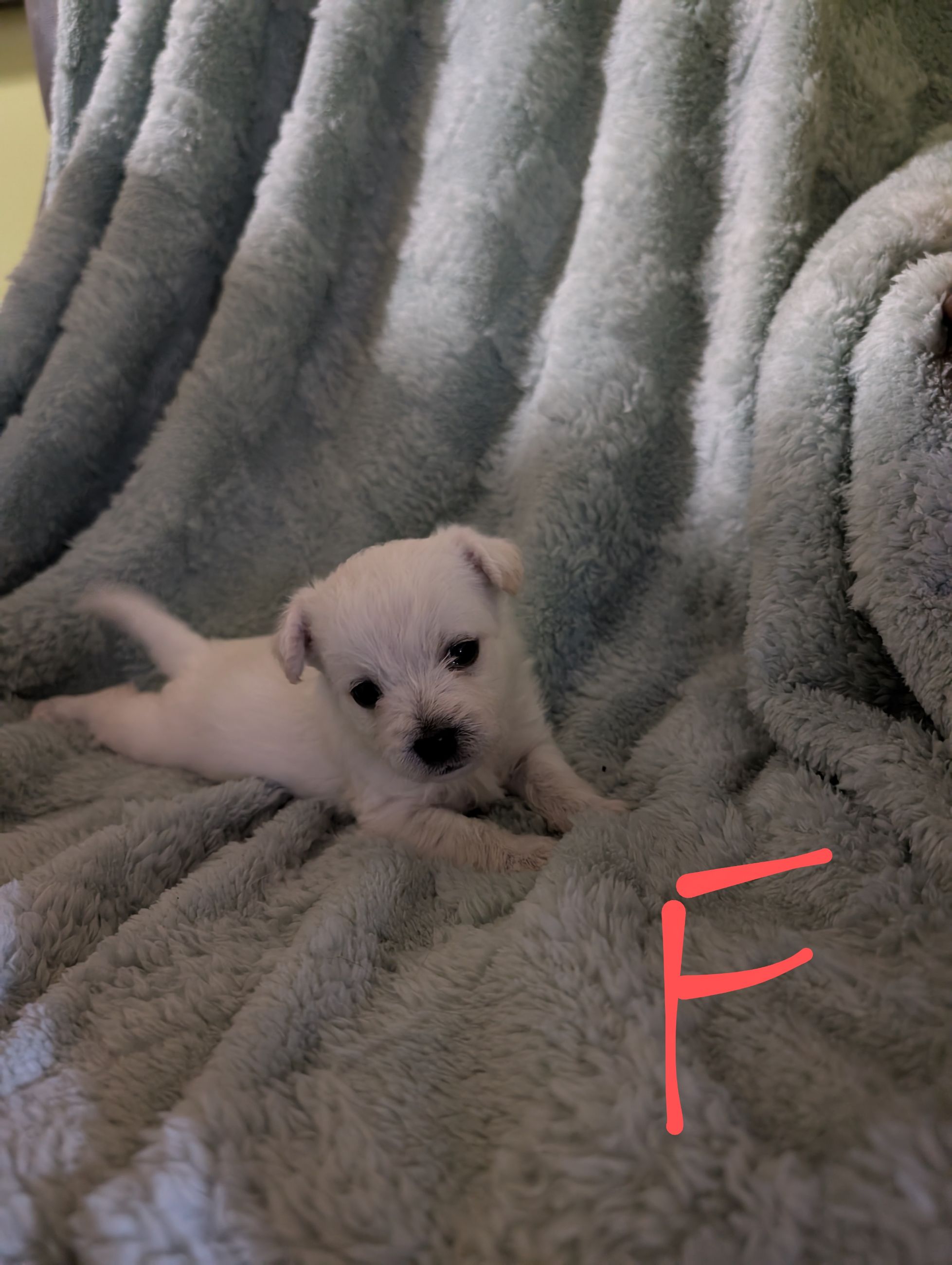 Maltipoos - 4 - 1758582415995_1000000584