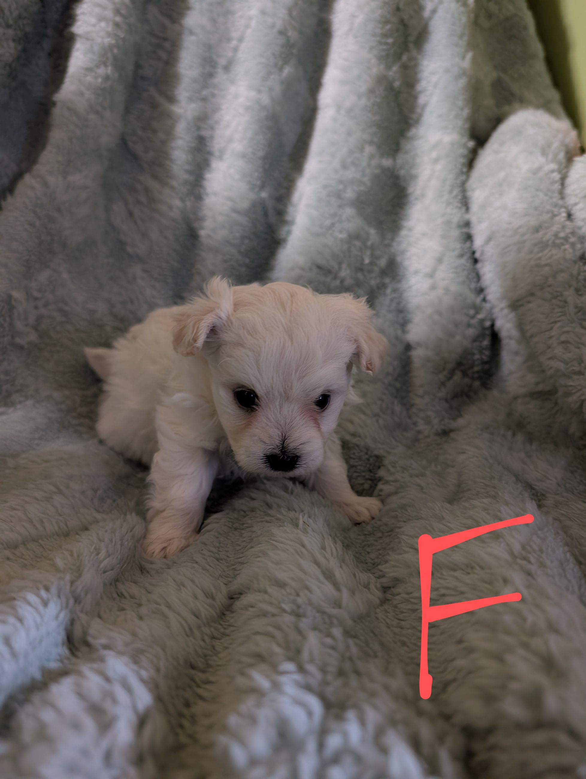 Maltipoos - 3 - 1758582415996_1000000583