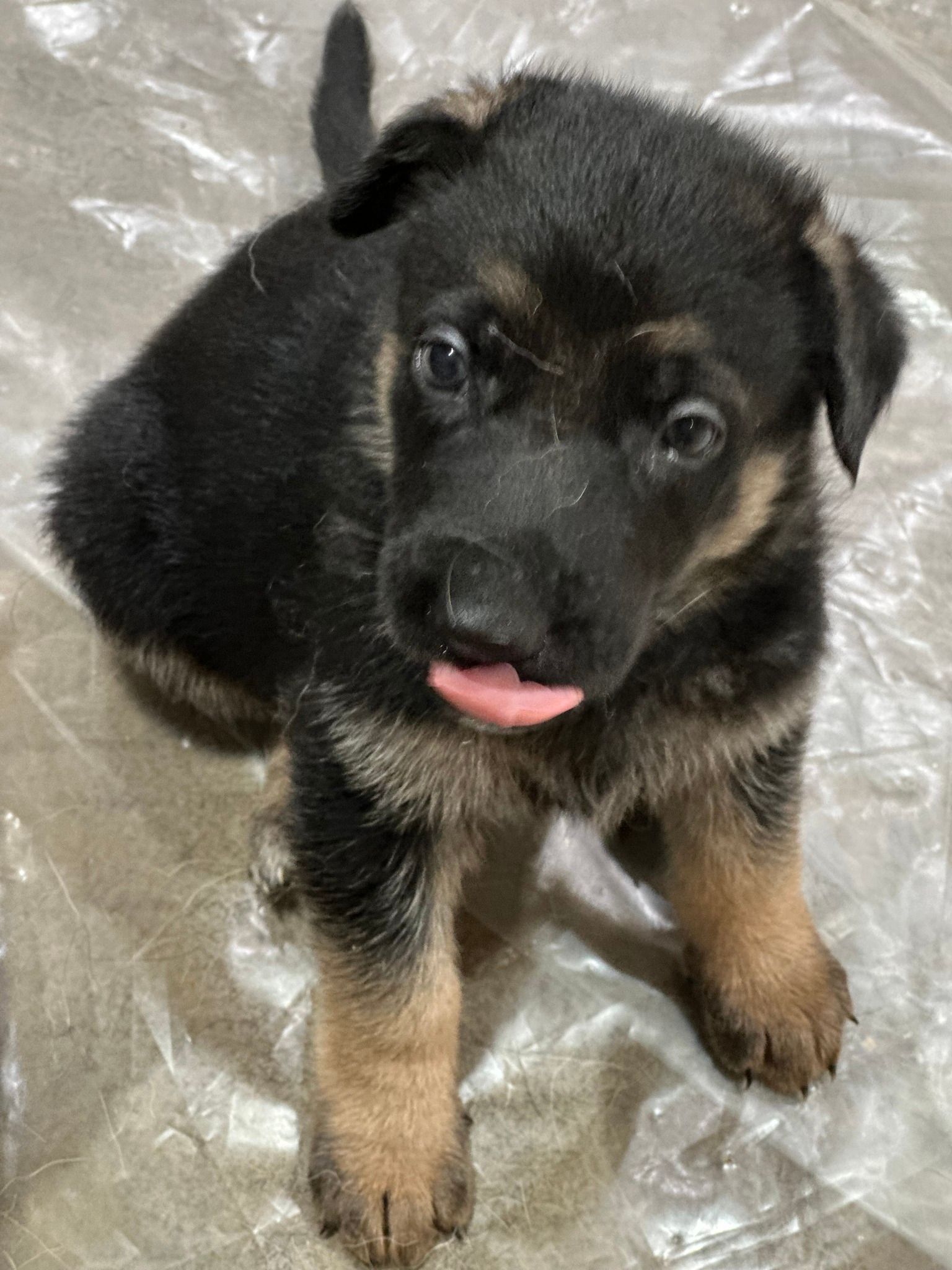 Photo of $100 FOR SALE - German Sheppard Pup to go to a good/caring family.
