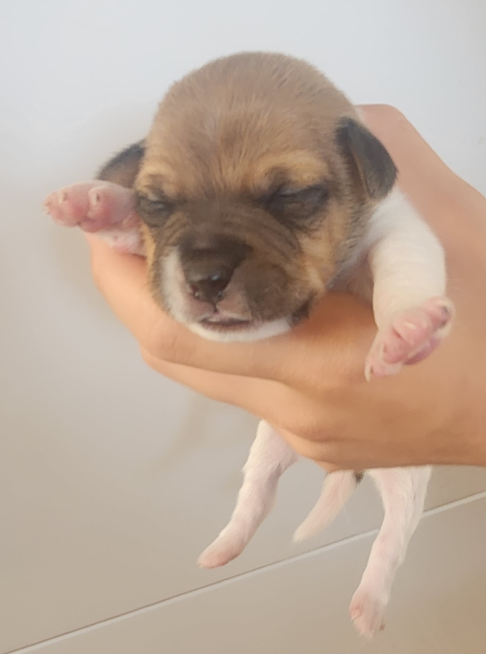 Photo of Jack Russell Terrier Puppies