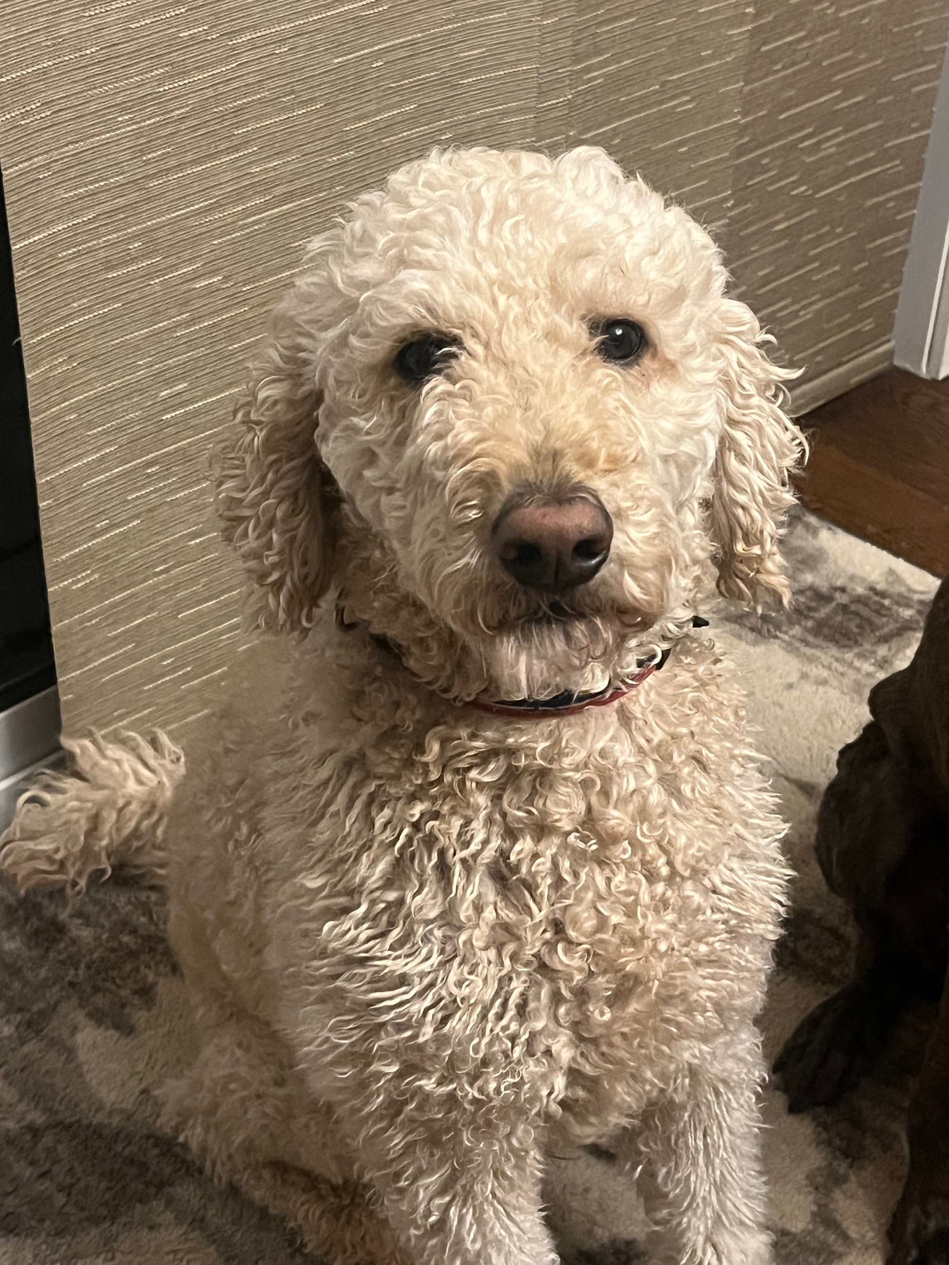 Photo of stud labradoodle 