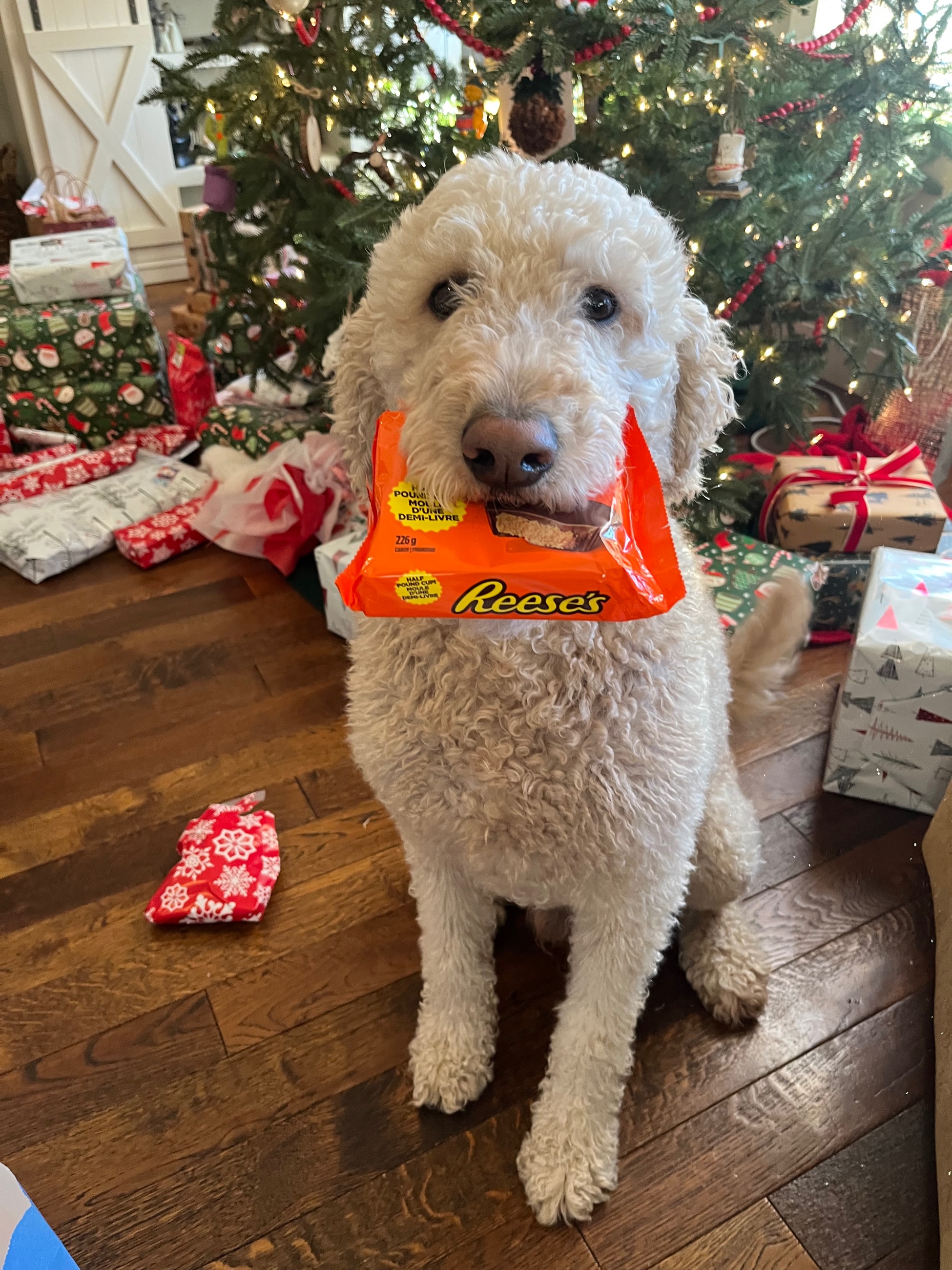 Photo of stud labradoodle 