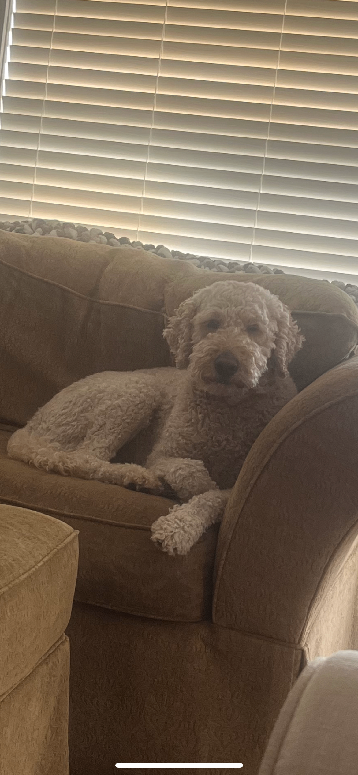 Photo of stud labradoodle 