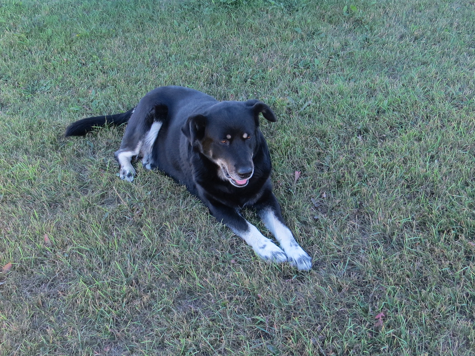 Photo of Dog for Sale