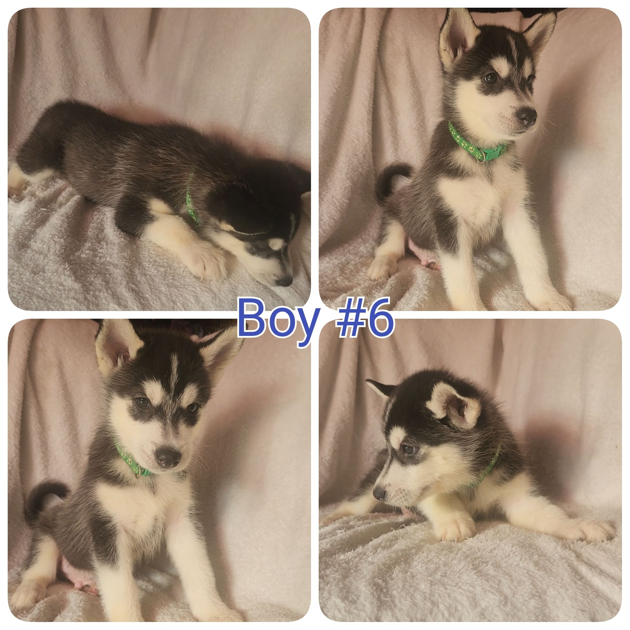 10 Pure Bred Siberian Huskies  - 5 - 1758901723722_1000018258