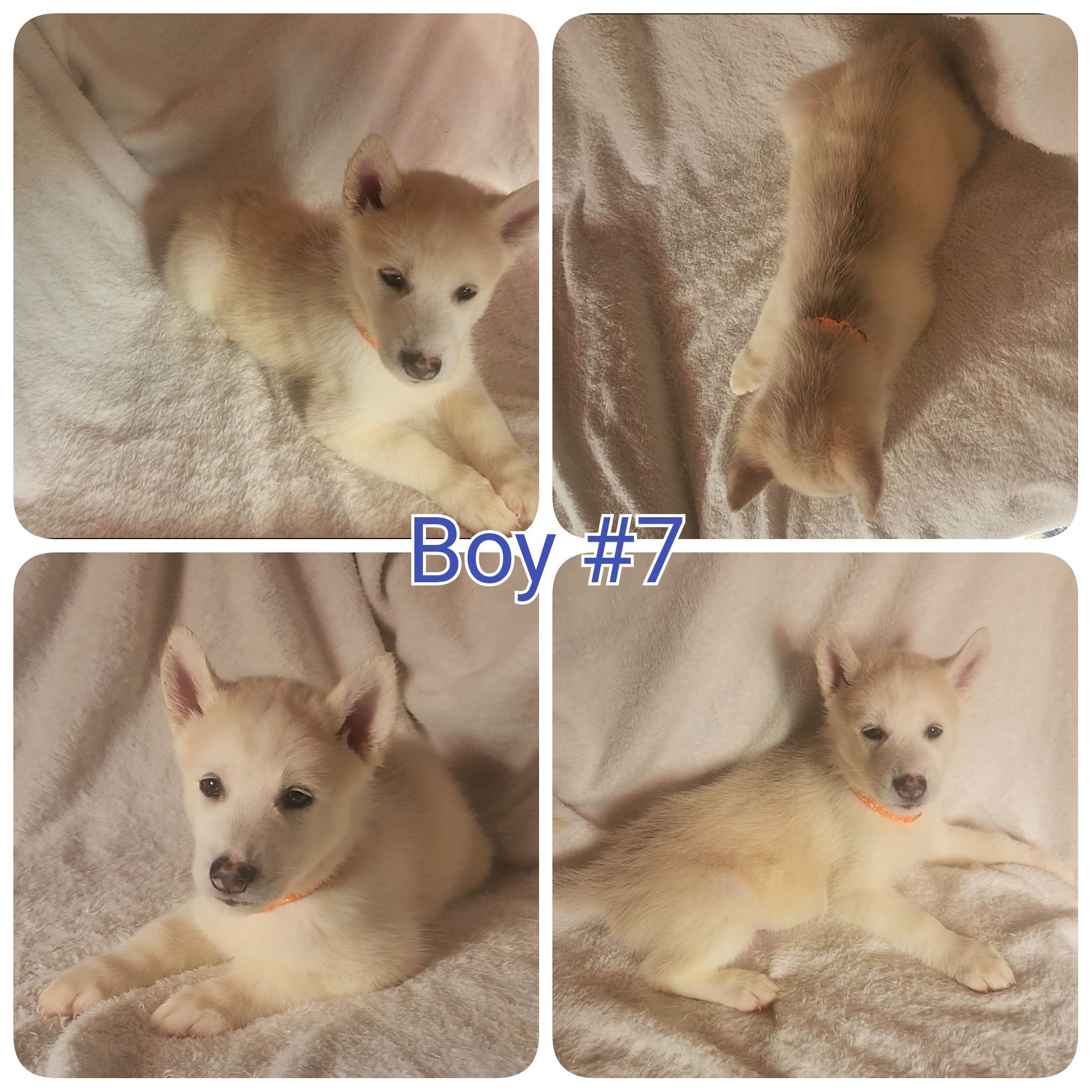 10 Pure Bred Siberian Huskies  - 6 - 1758901723784_1000018259