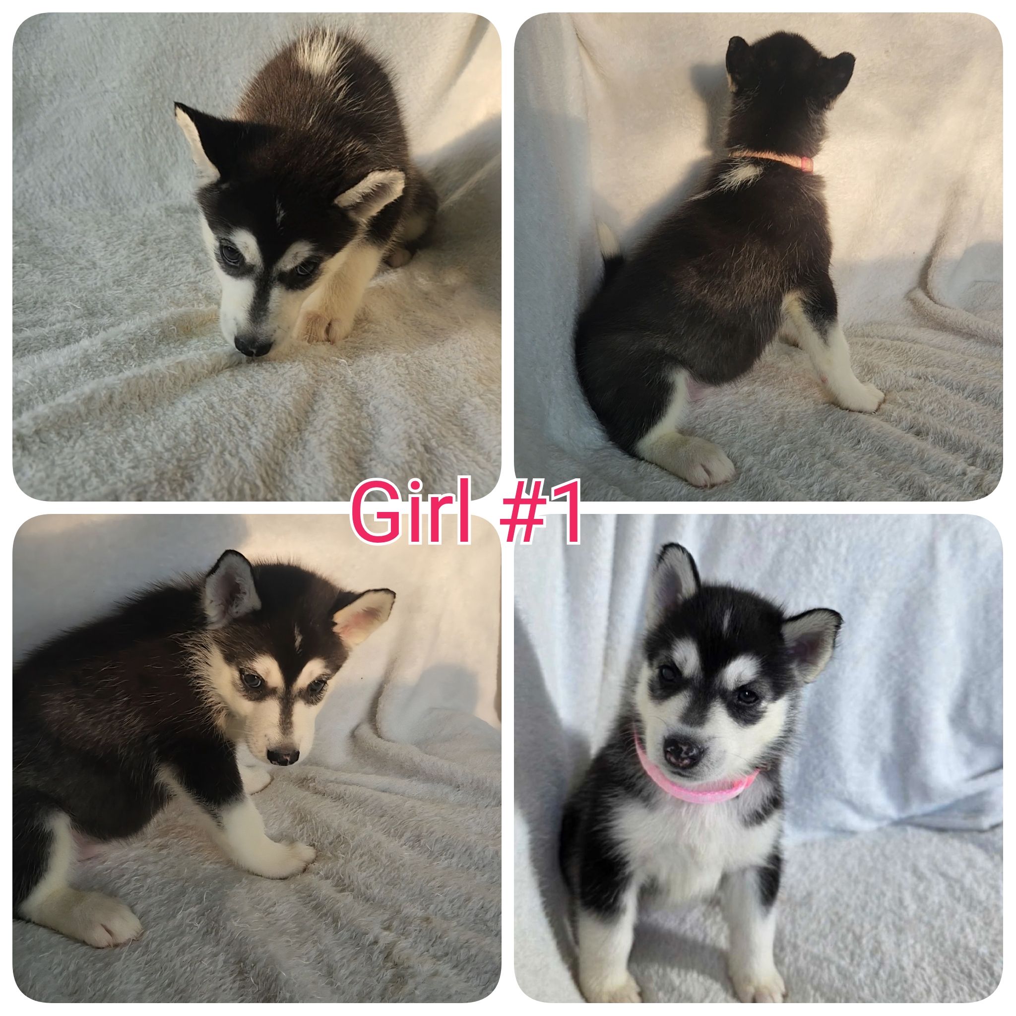 10 Pure Bred Siberian Huskies  - 7 - 1758901723828_1000018249