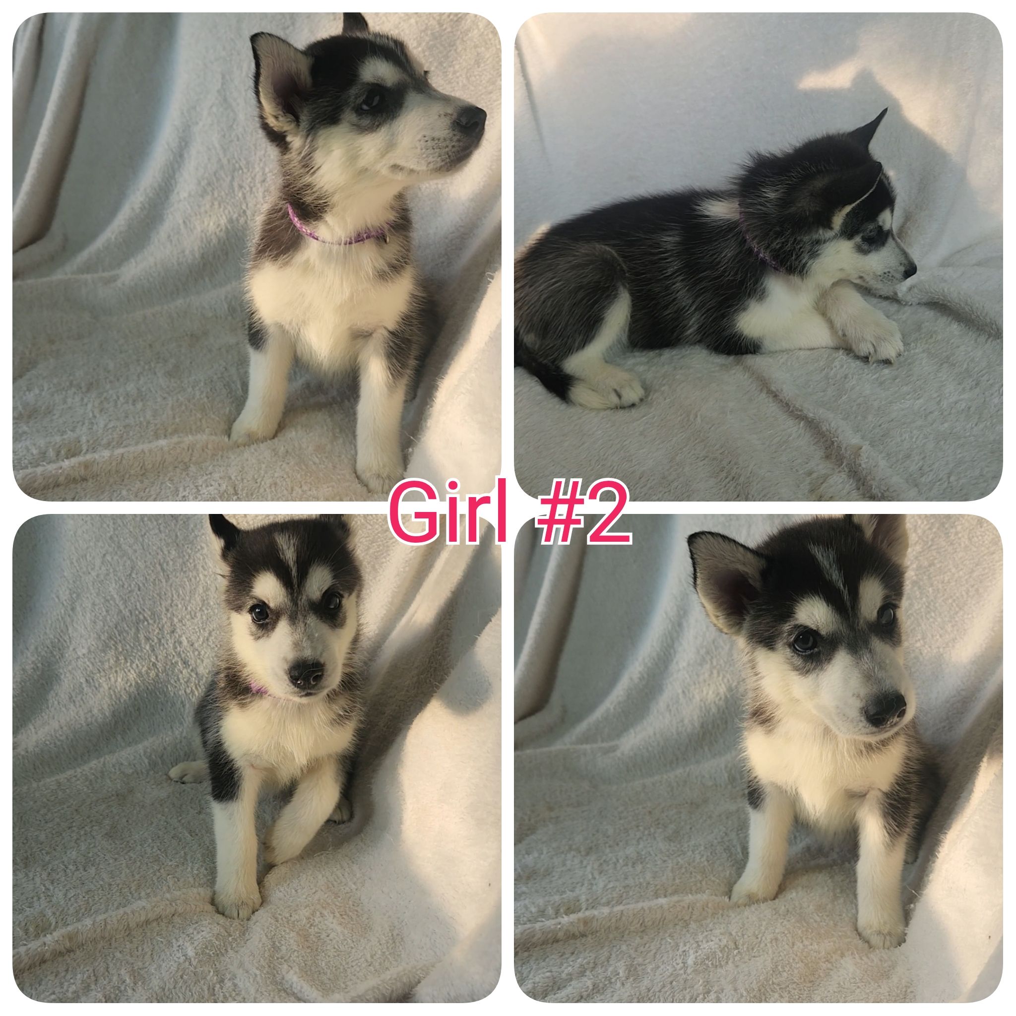 10 Pure Bred Siberian Huskies  - 8 - 1758901723847_1000018250