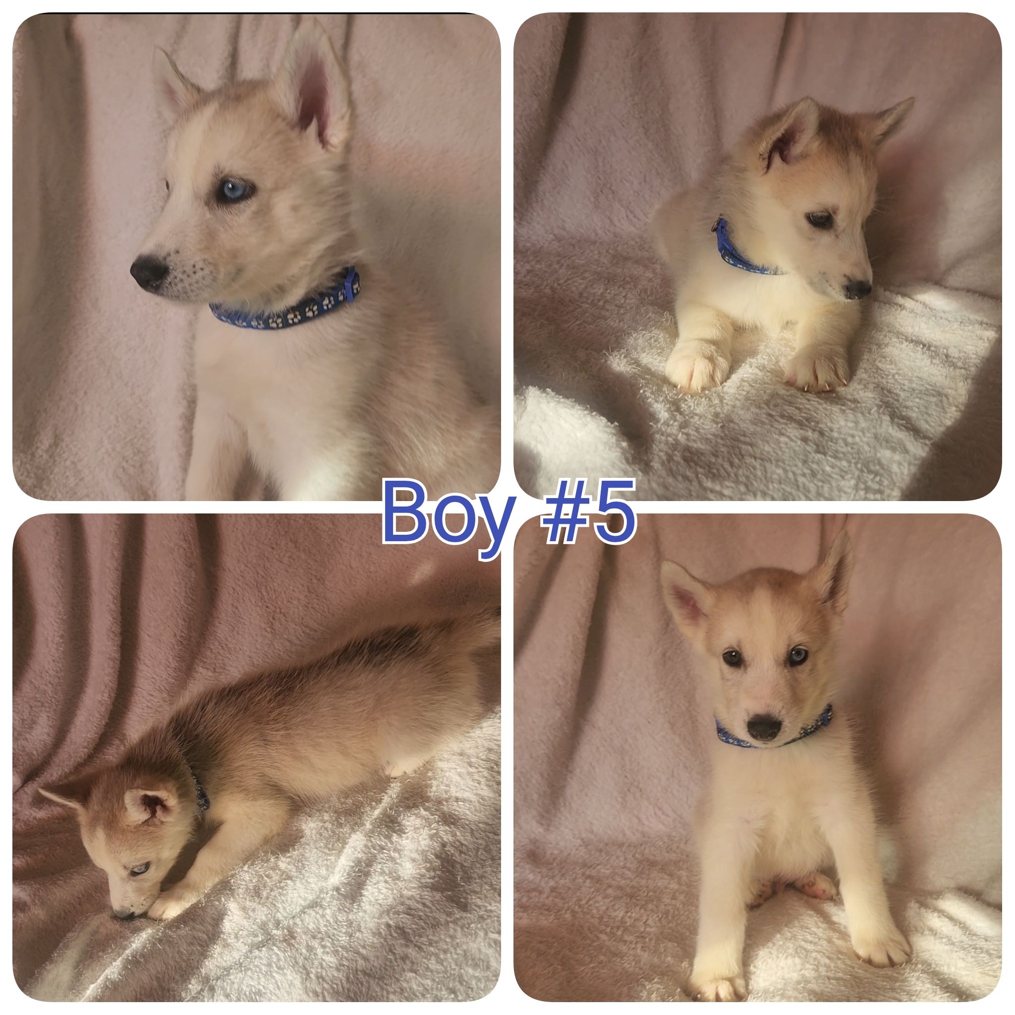 10 Pure Bred Siberian Huskies  - 4 - 1758901723929_1000018257