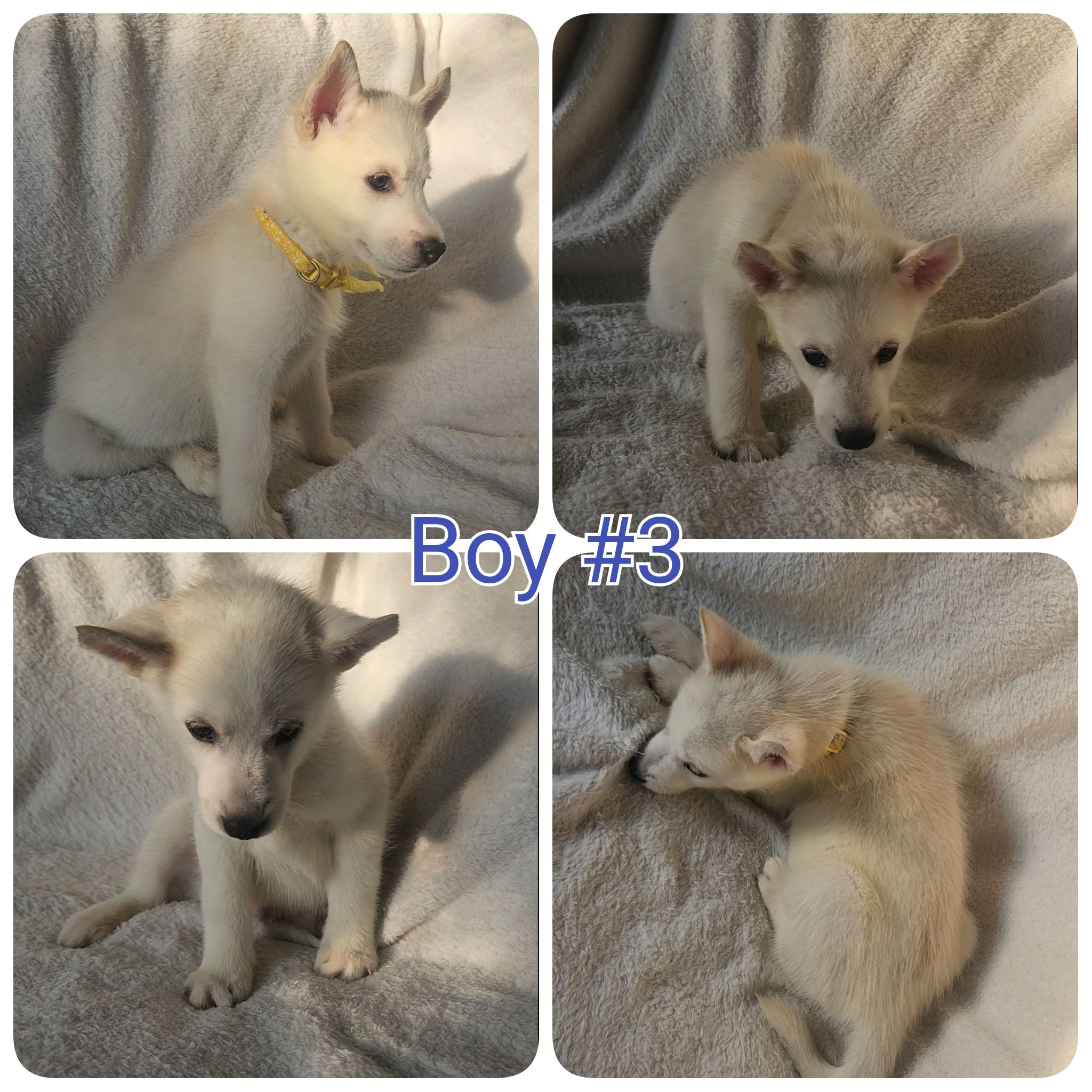 10 Pure Bred Siberian Huskies  - 3 - 1758901723948_1000018253