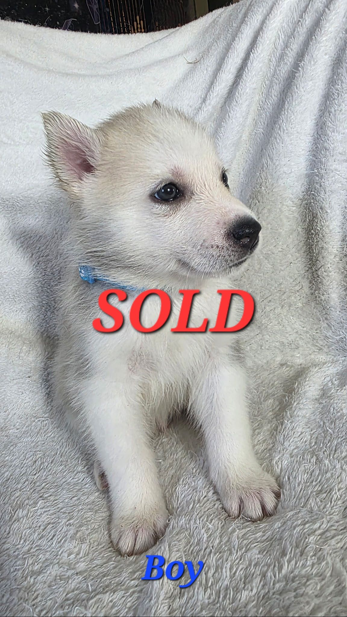 10 Pure Bred Siberian Huskies  - 9 - 1758901735996_1000017518