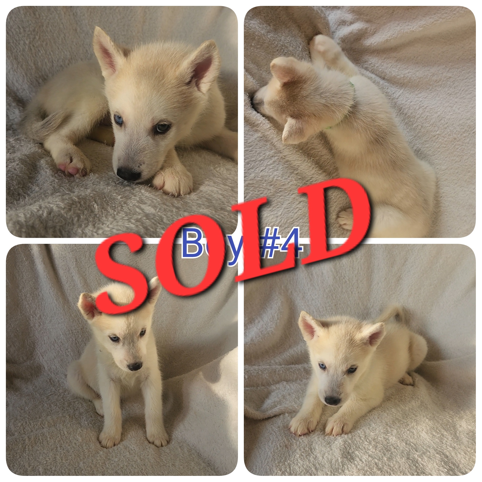 10 Pure Bred Siberian Huskies  - 10 - 1759004908936_1000018256