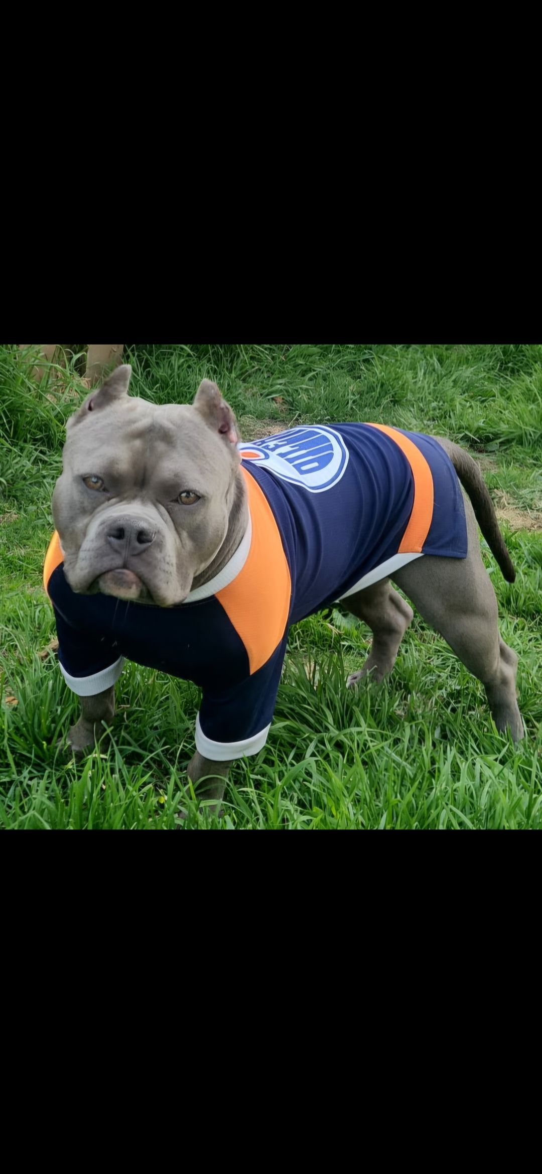 ✨ Tiny Titans: Premier Pocket Bullies Ready for Their Forever Homes! ✨ - 4 - 1759029513151_1000009593