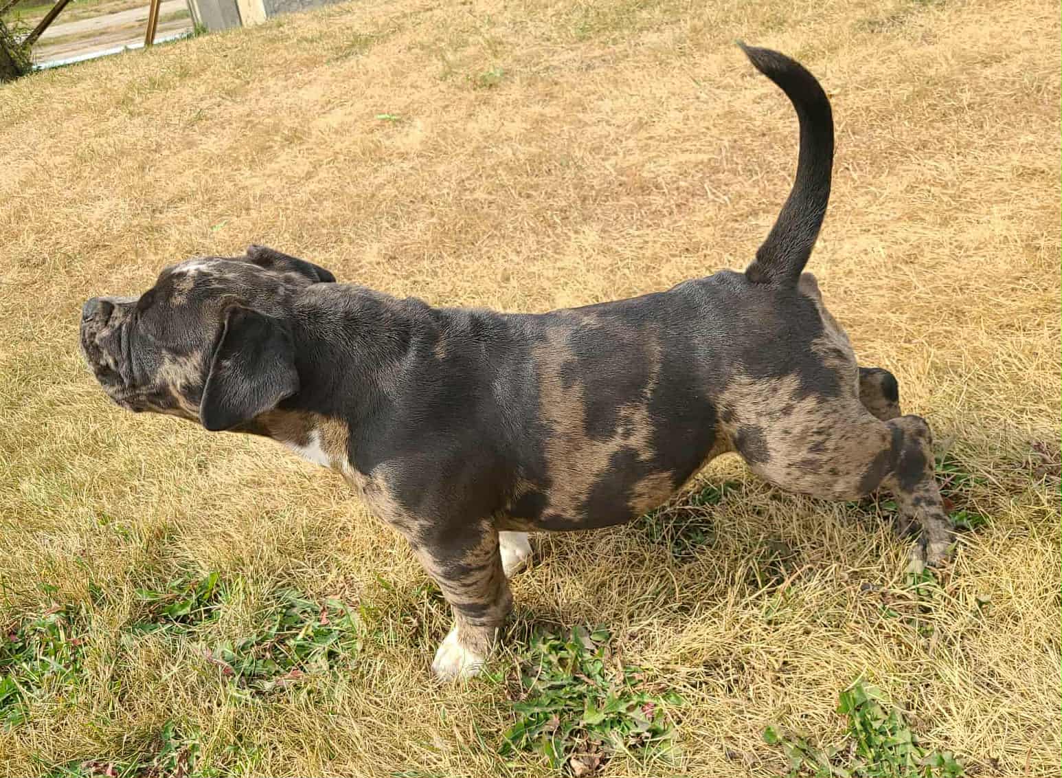 Micro American Bully - 10 - 1759059853400_0f3f33e3-b491-417d-ac7f-75278a61b965