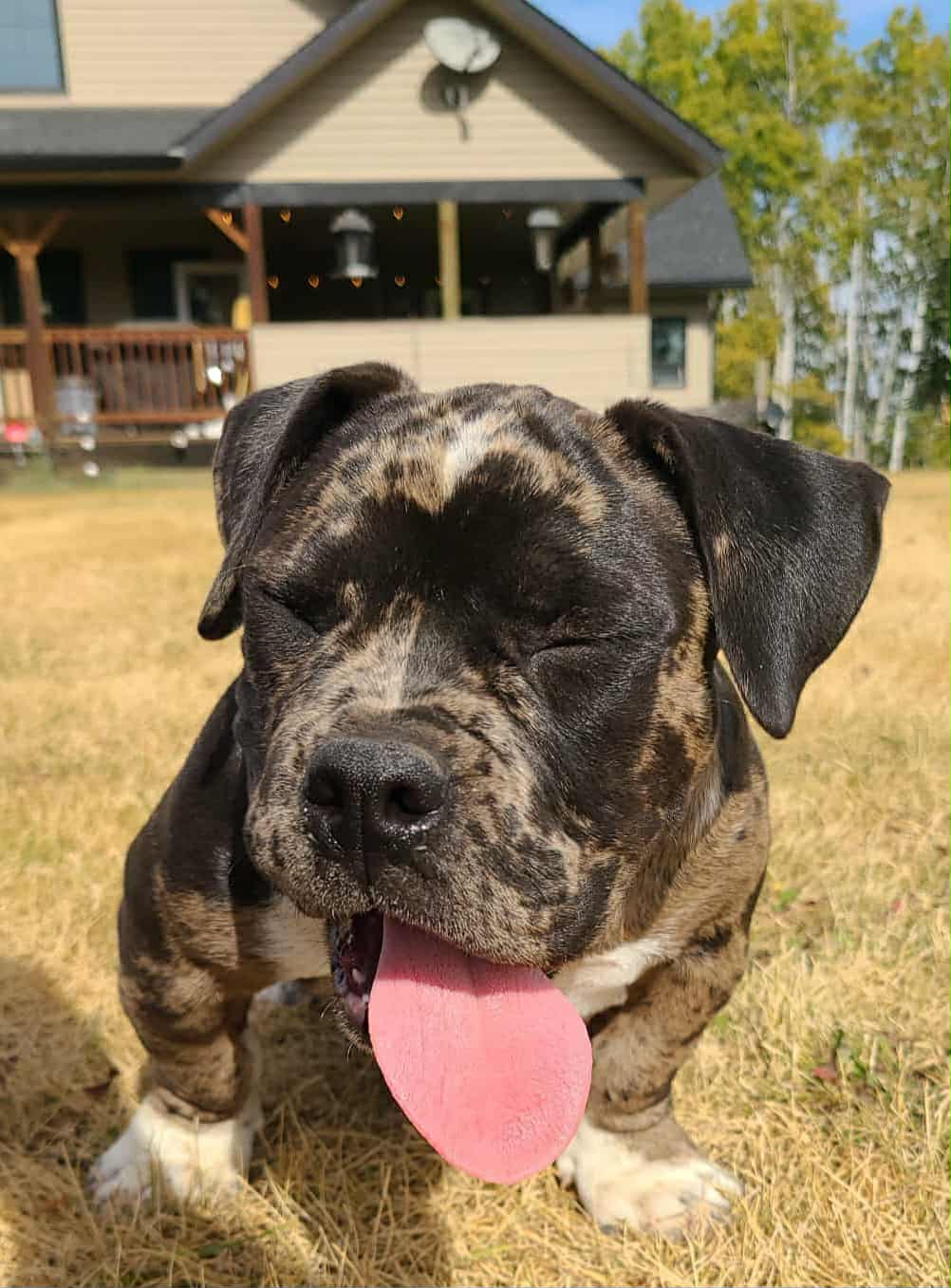 Micro American Bully - 3 - 1759059853400_264623fd-82c3-4528-8ea4-4ee0e0c7824e