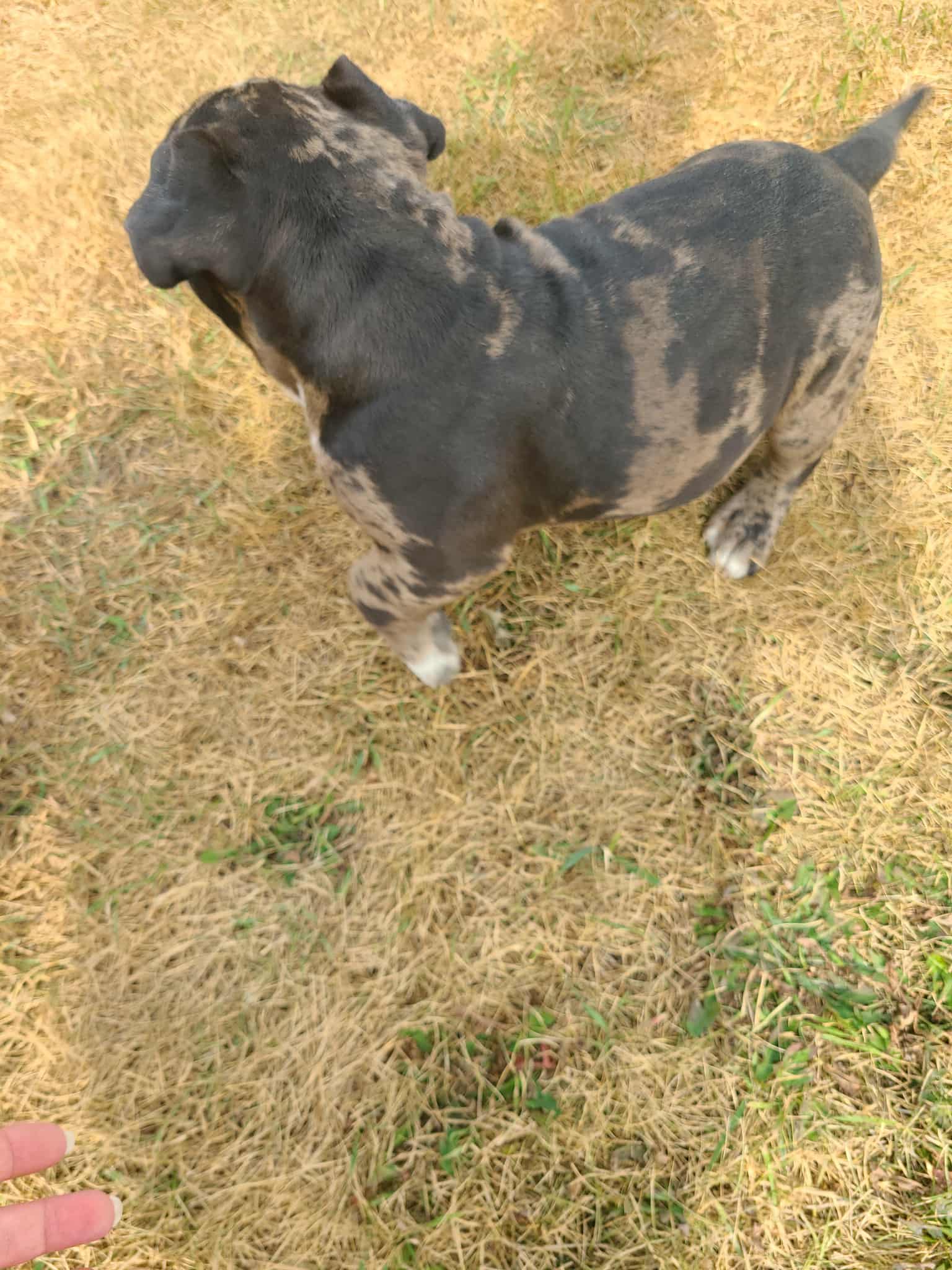 Micro American Bully - 12 - 1759059853400_4c4bd015-5e36-470f-93b6-99759c403543