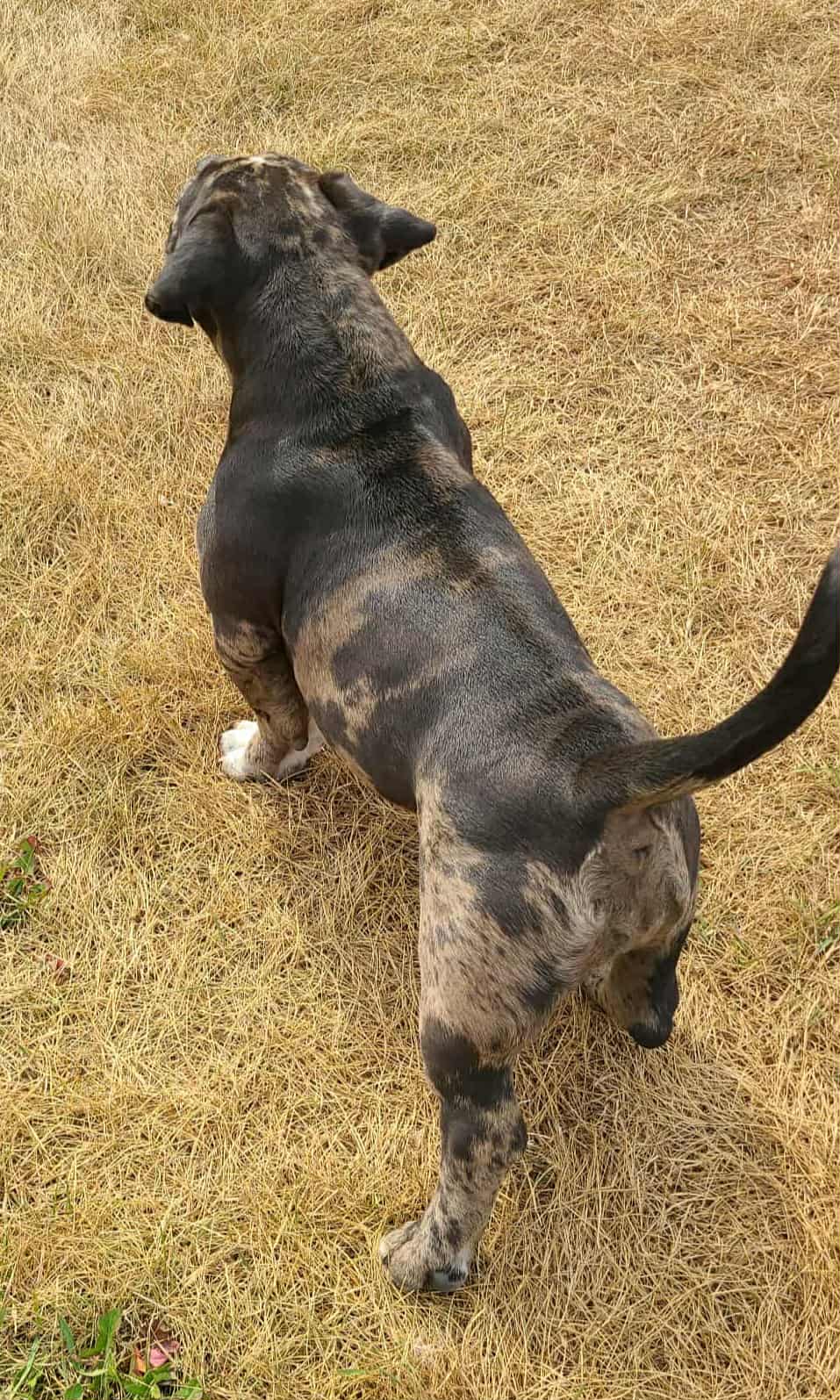 Micro American Bully - 8 - 1759059853400_586e5b65-7287-439a-a7fa-ea744c6a9631