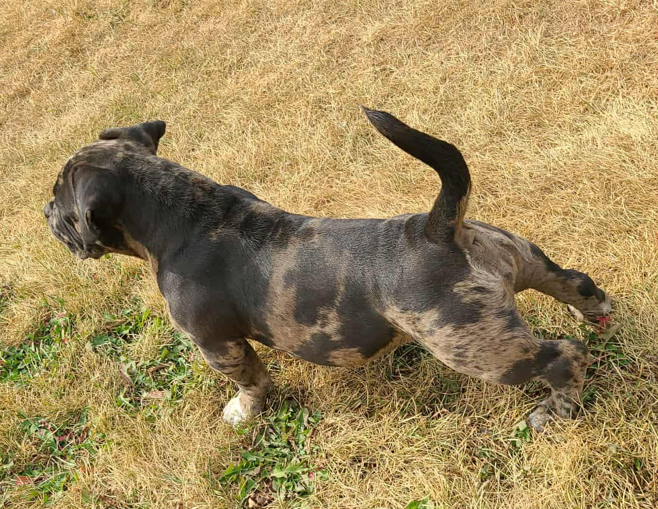 Micro American Bully - 9 - 1759059853400_93e80c54-2b4d-433c-8a42-991e60957813