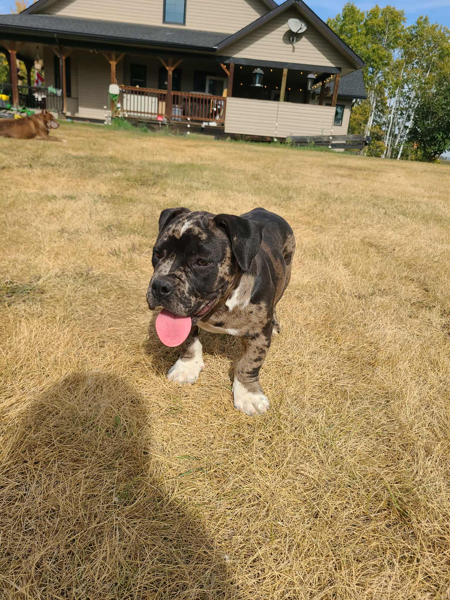 Micro American Bully - 11 - 1759059853400_987067bf-b1c0-4287-b2d3-24d68c6f992a